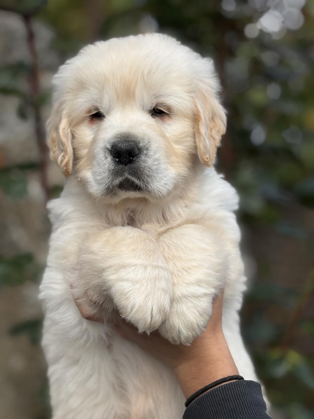 Un magnifique mâle doré