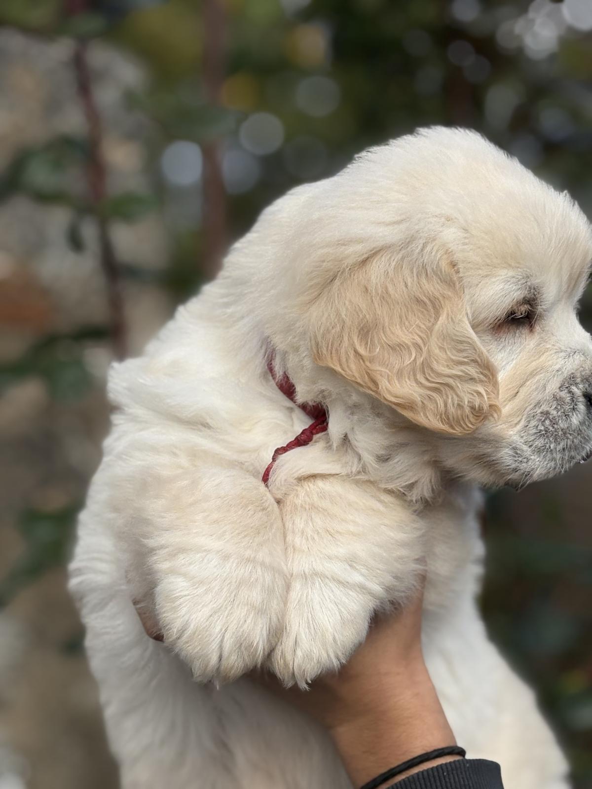 Un magnifique mâle doré