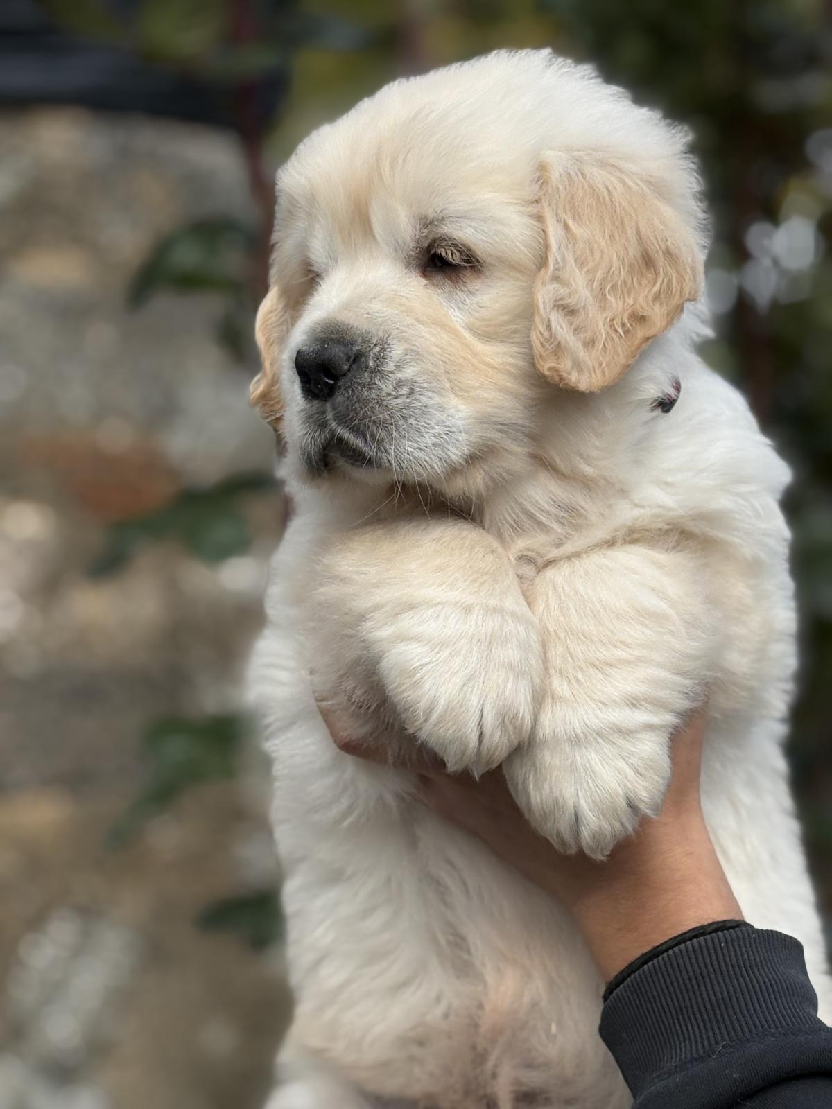 Un magnifique mâle doré