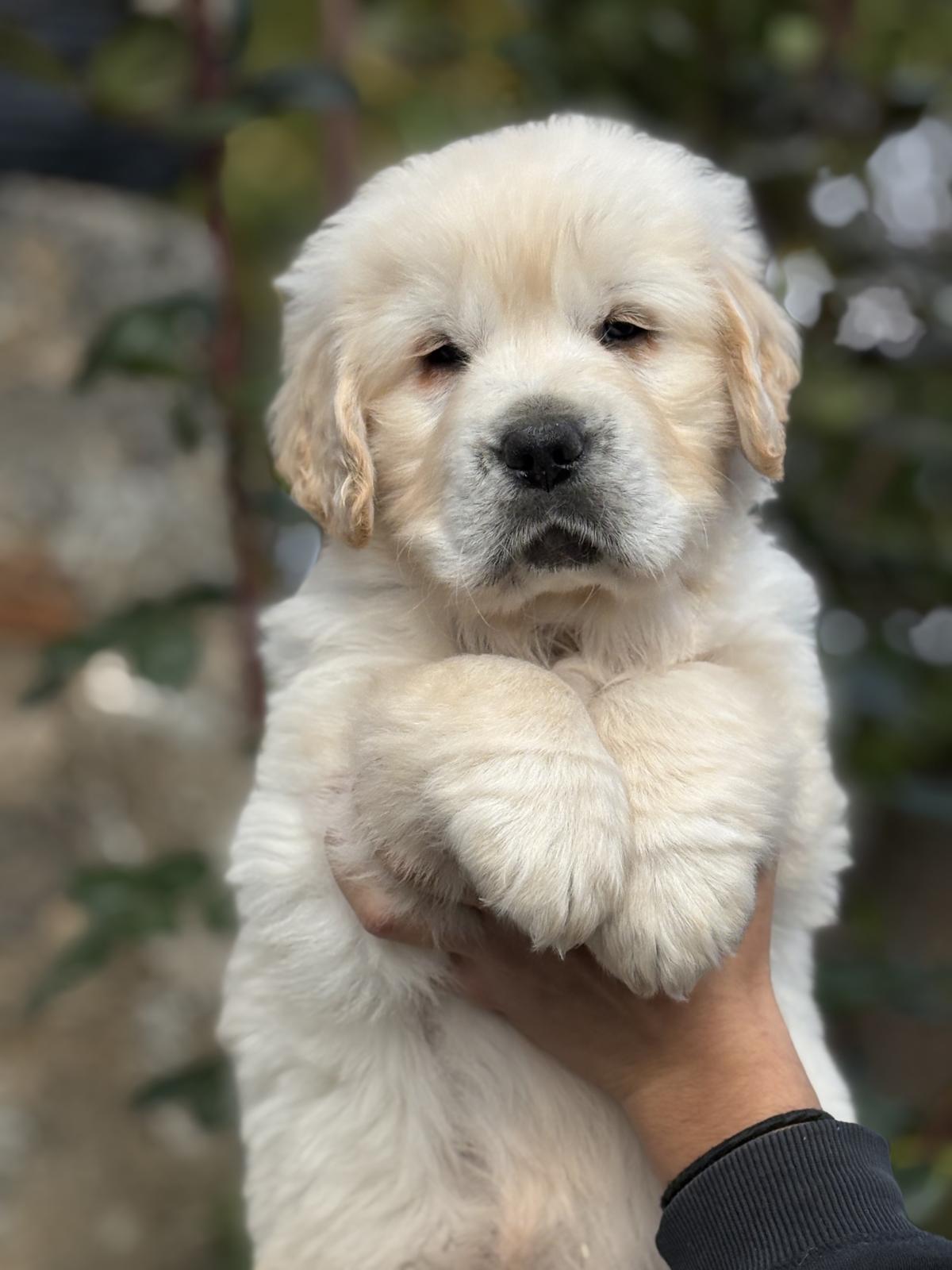 Un magnifique mâle doré