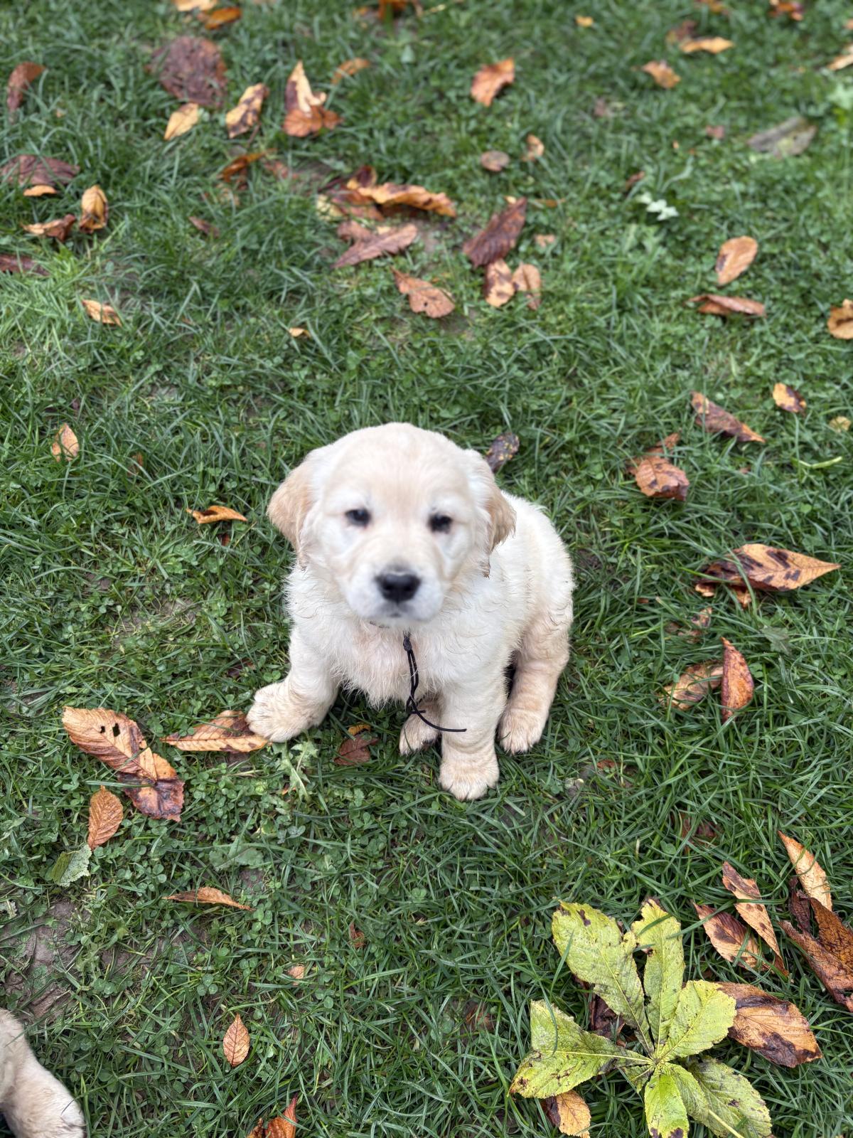 Mon p’tit Loulou très coloré