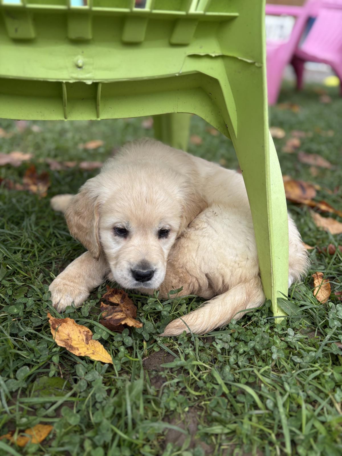 Mon p’tit Loulou très coloré