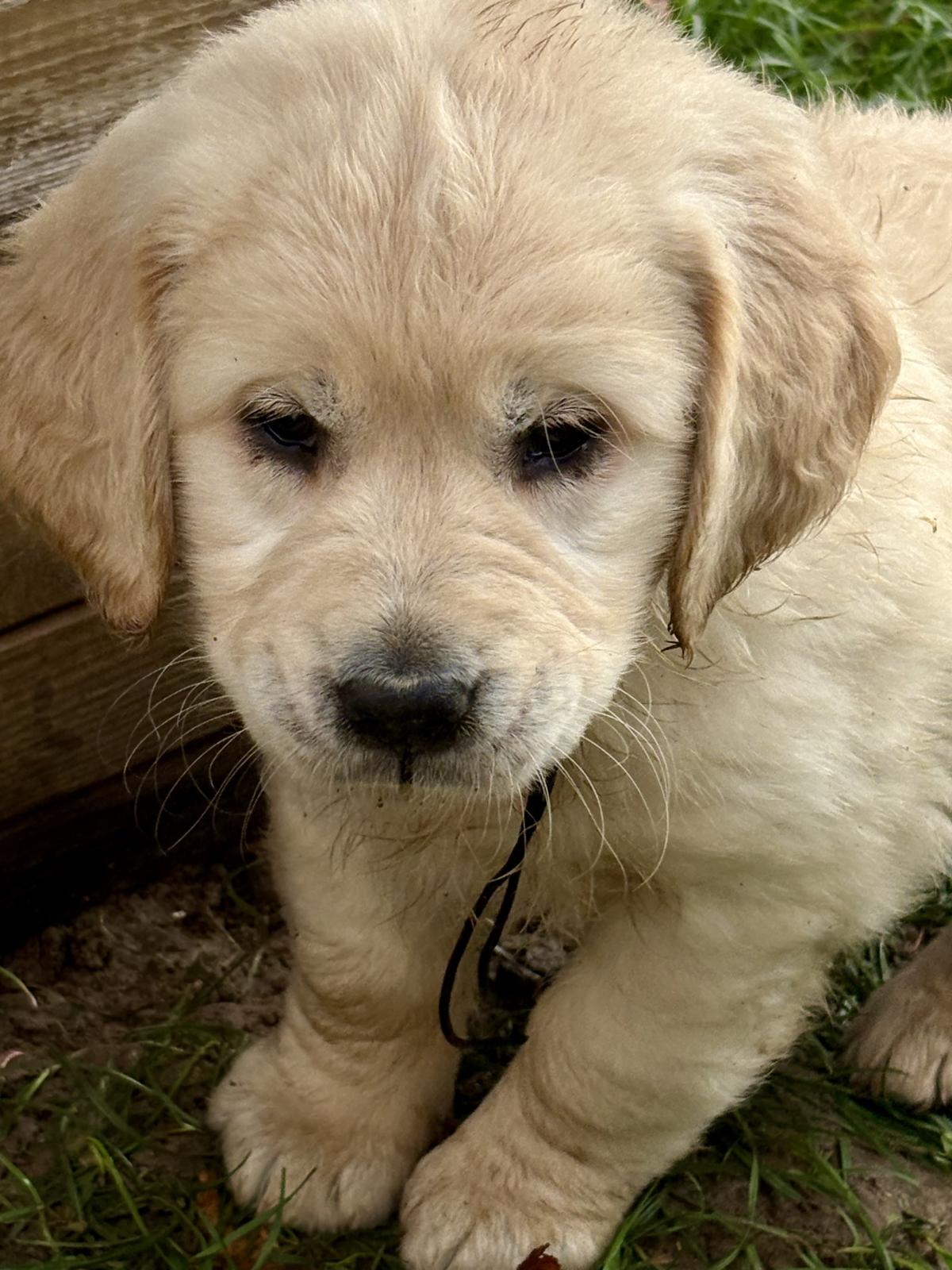 Mon p’tit Loulou très coloré