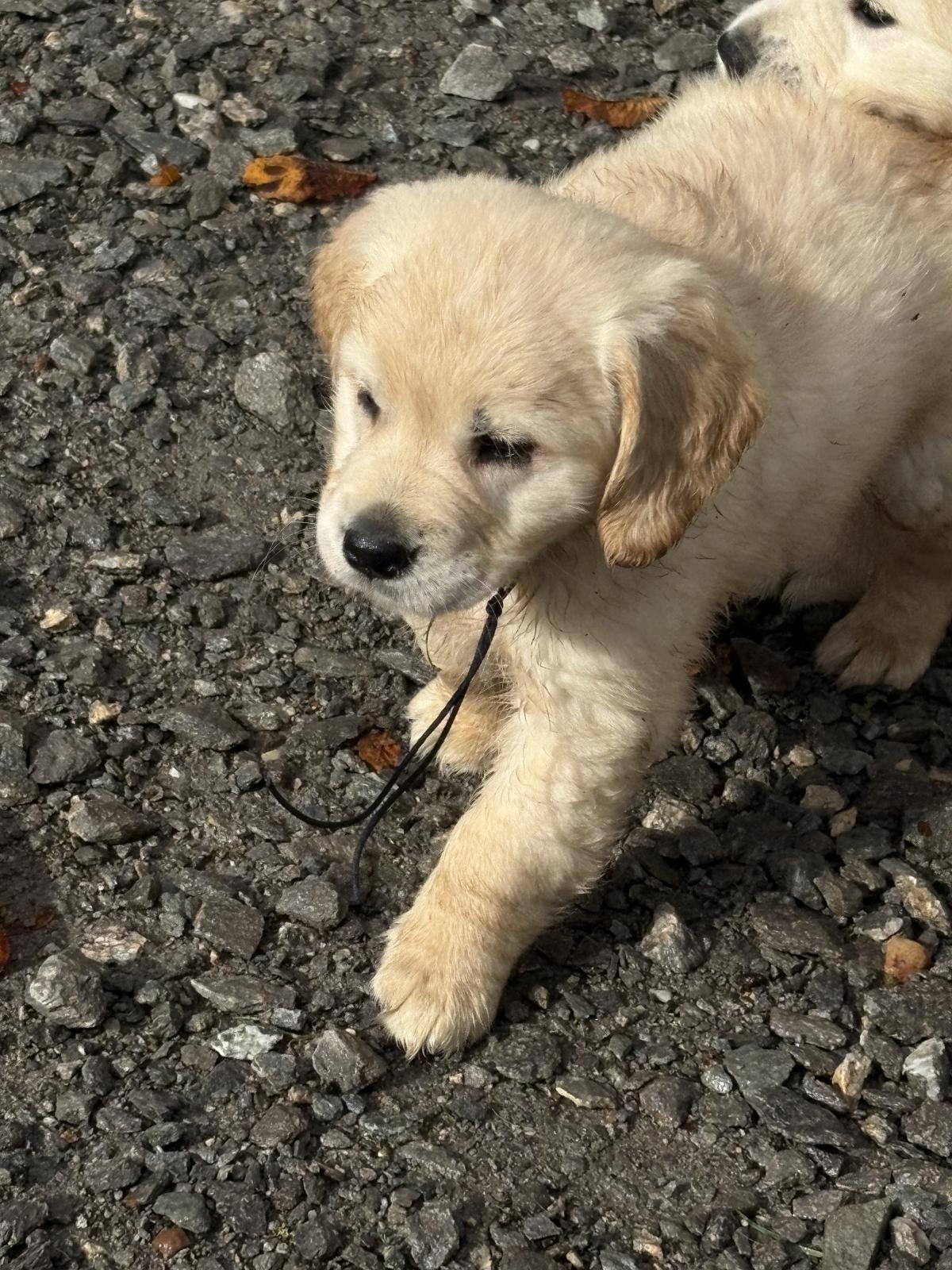 Mon p’tit Loulou très coloré