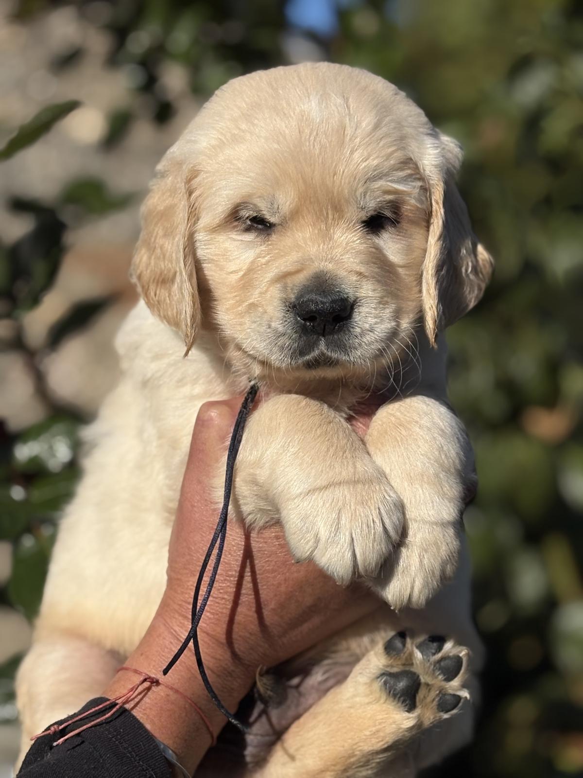 Mon p’tit Loulou très coloré