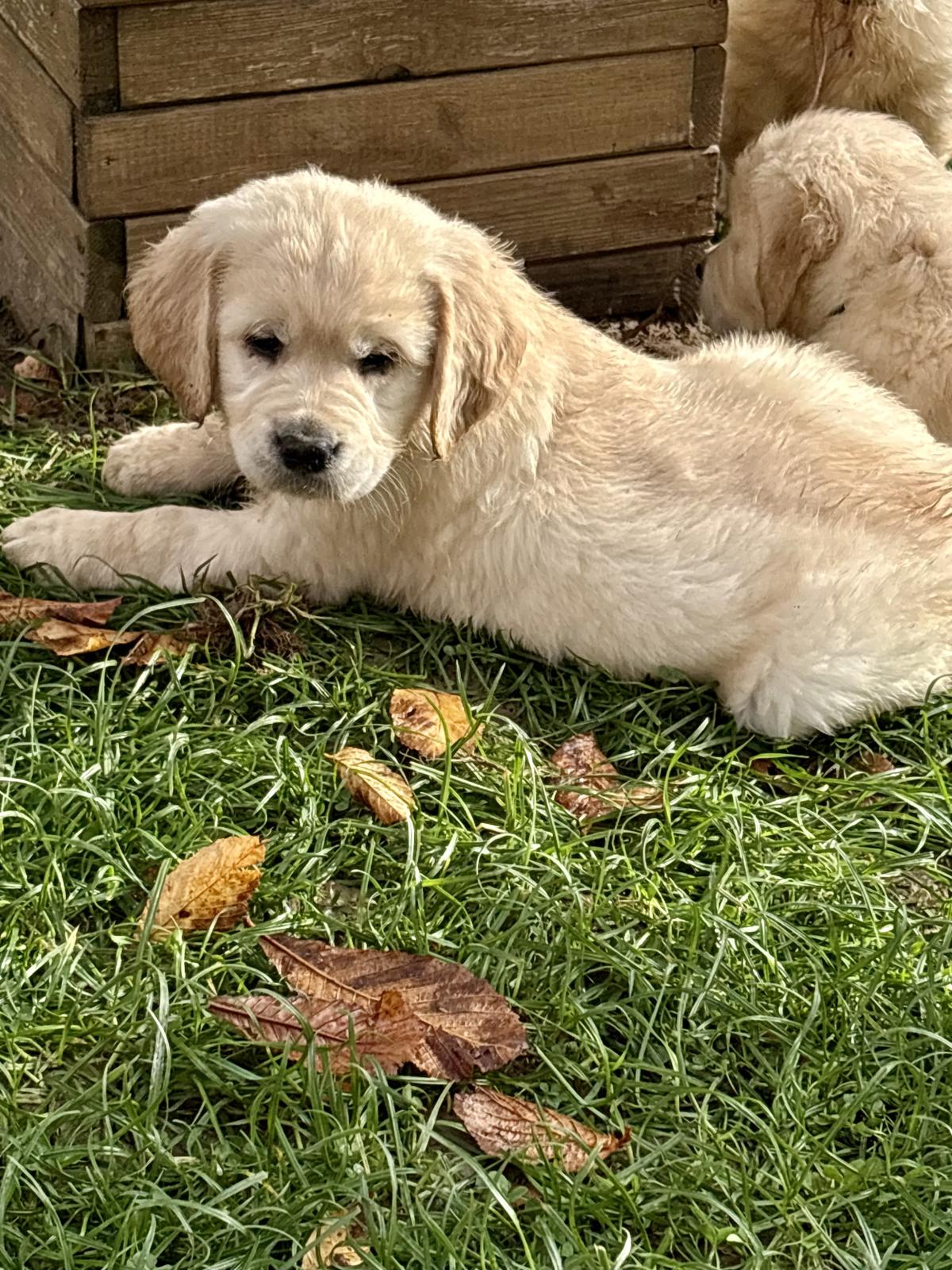 Mon p’tit Loulou très coloré