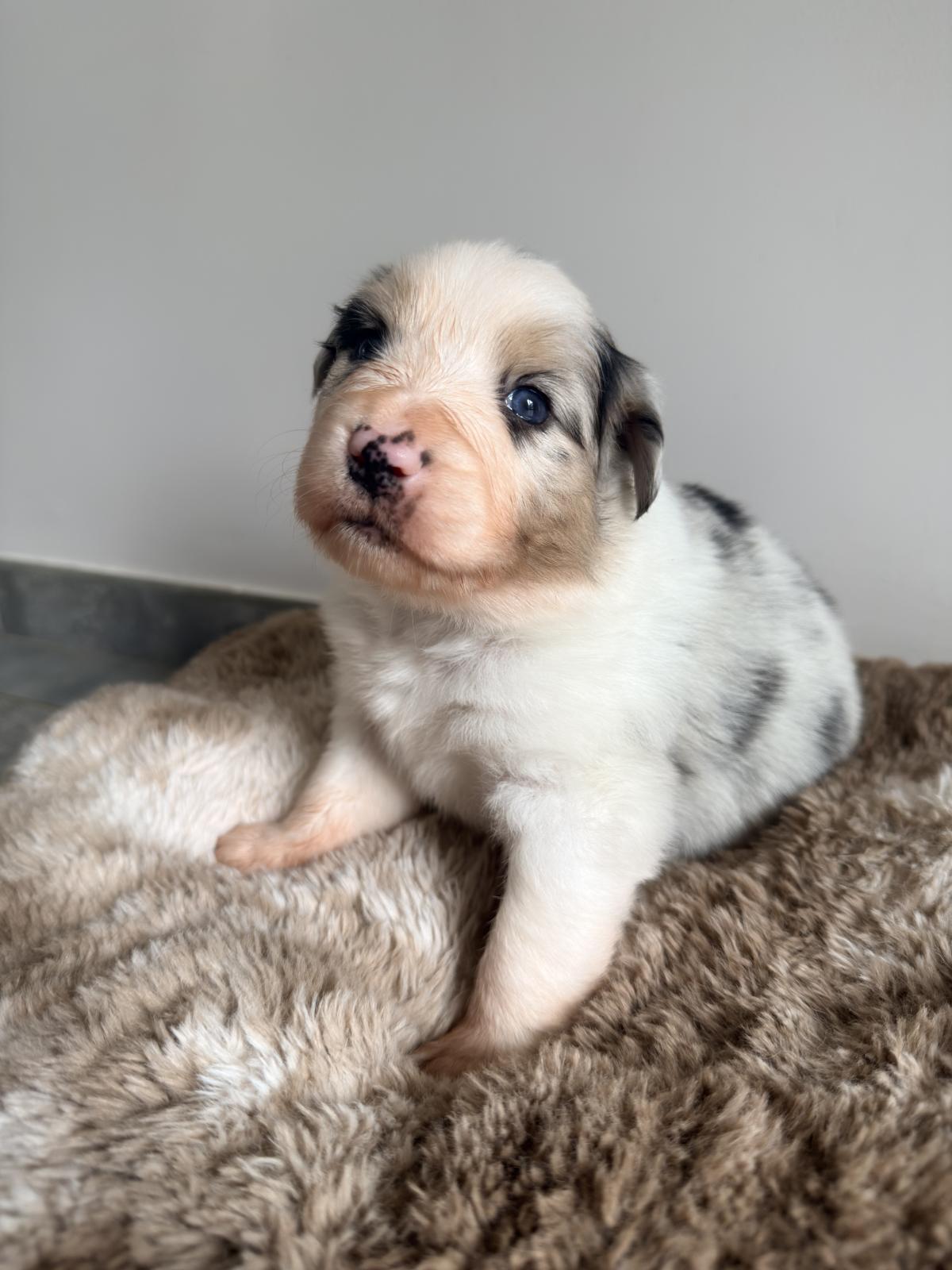 Aphrodite, Chiot Berger Australien LOF