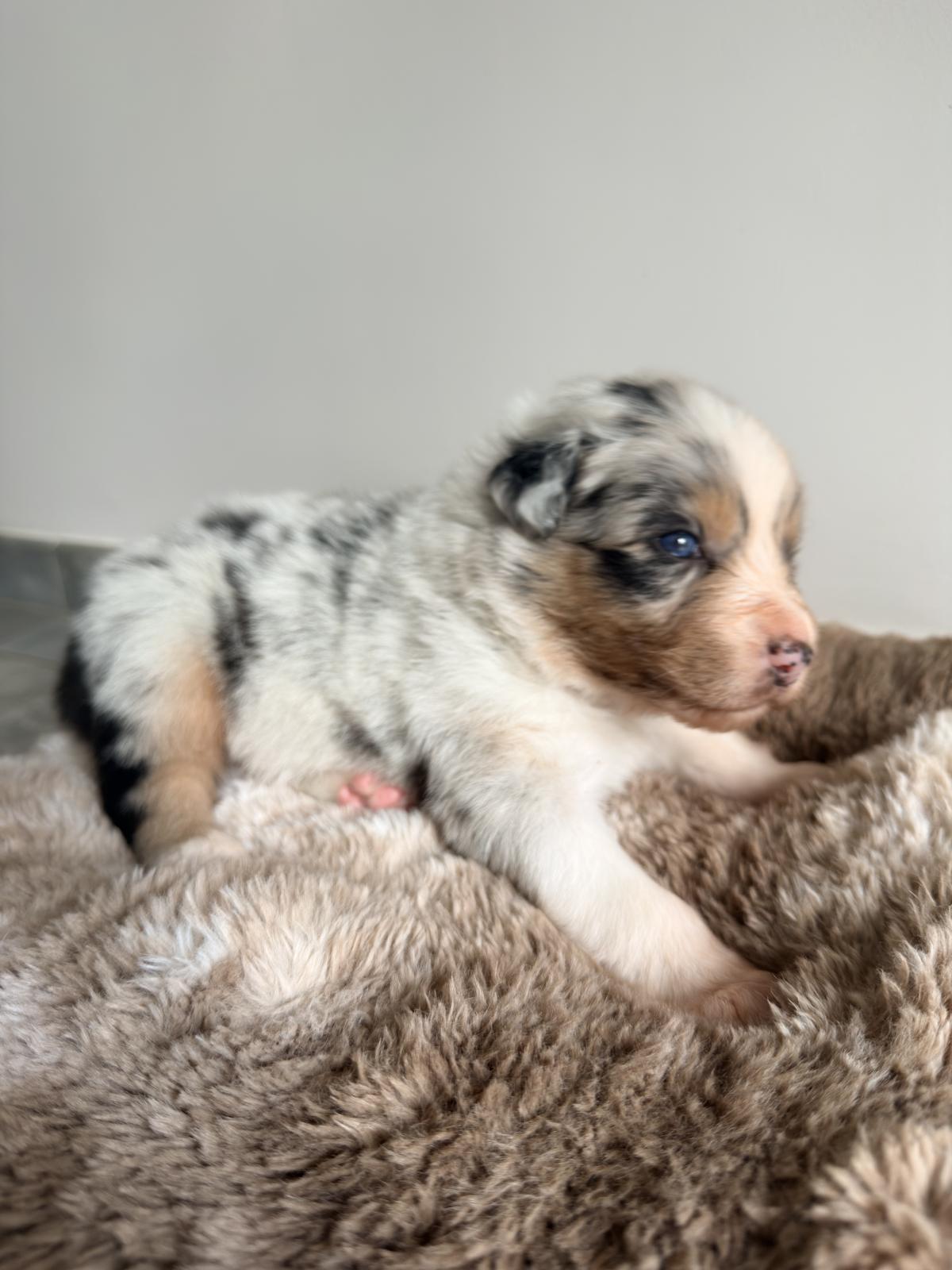 Ares, Chiot Berger Australien LOF