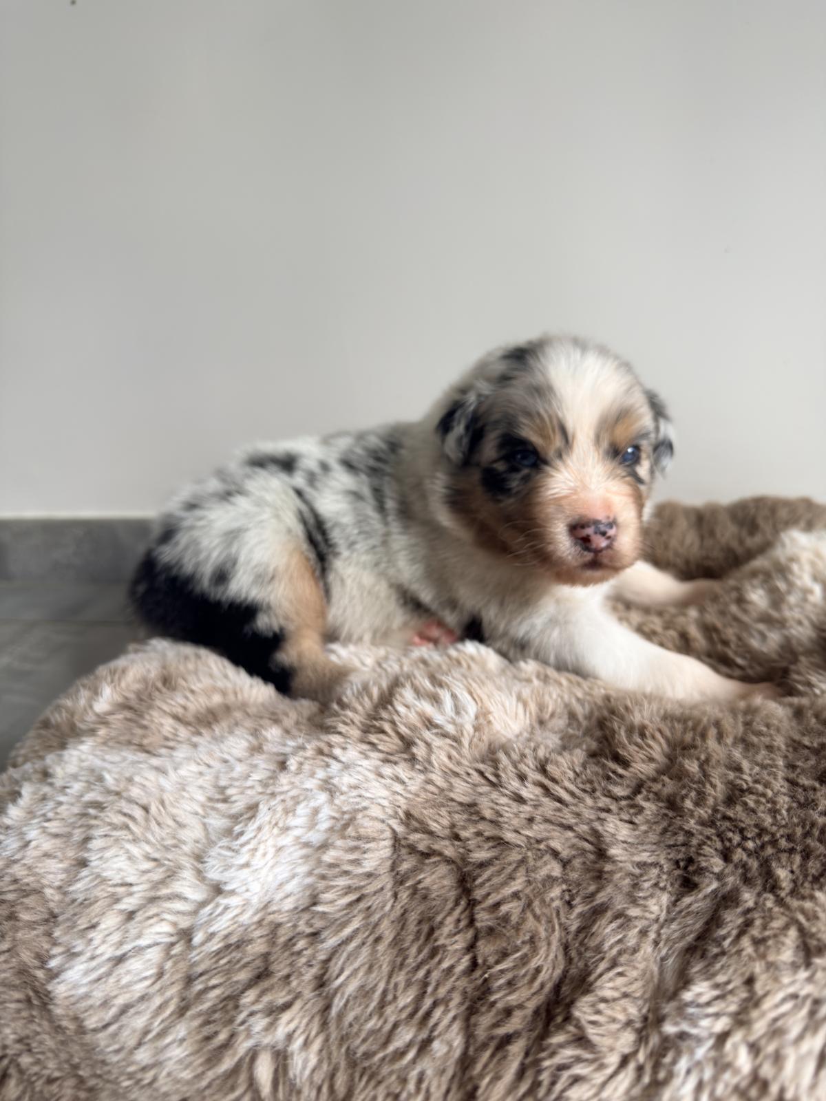 Ares, Chiot Berger Australien LOF