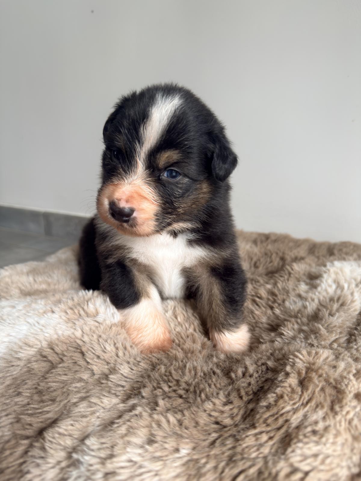 Anubis, Chiot Berger Australien LOF