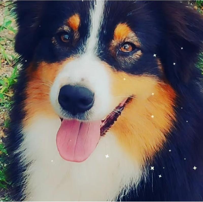 SUKI DES BERGERS AUX YEUX DE CIEL