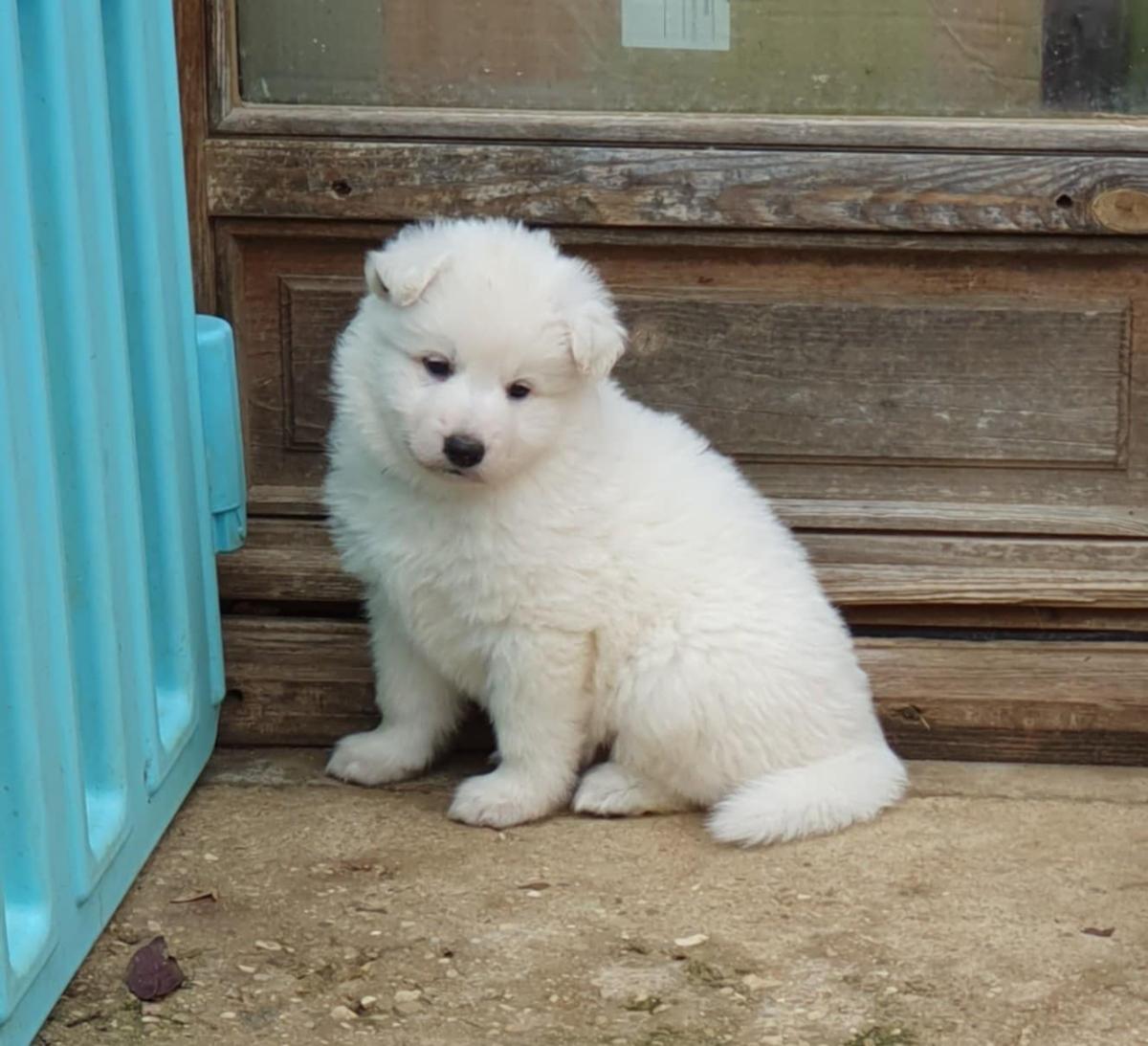 Chiots Berger Blanc Suisse LOF à réserver
