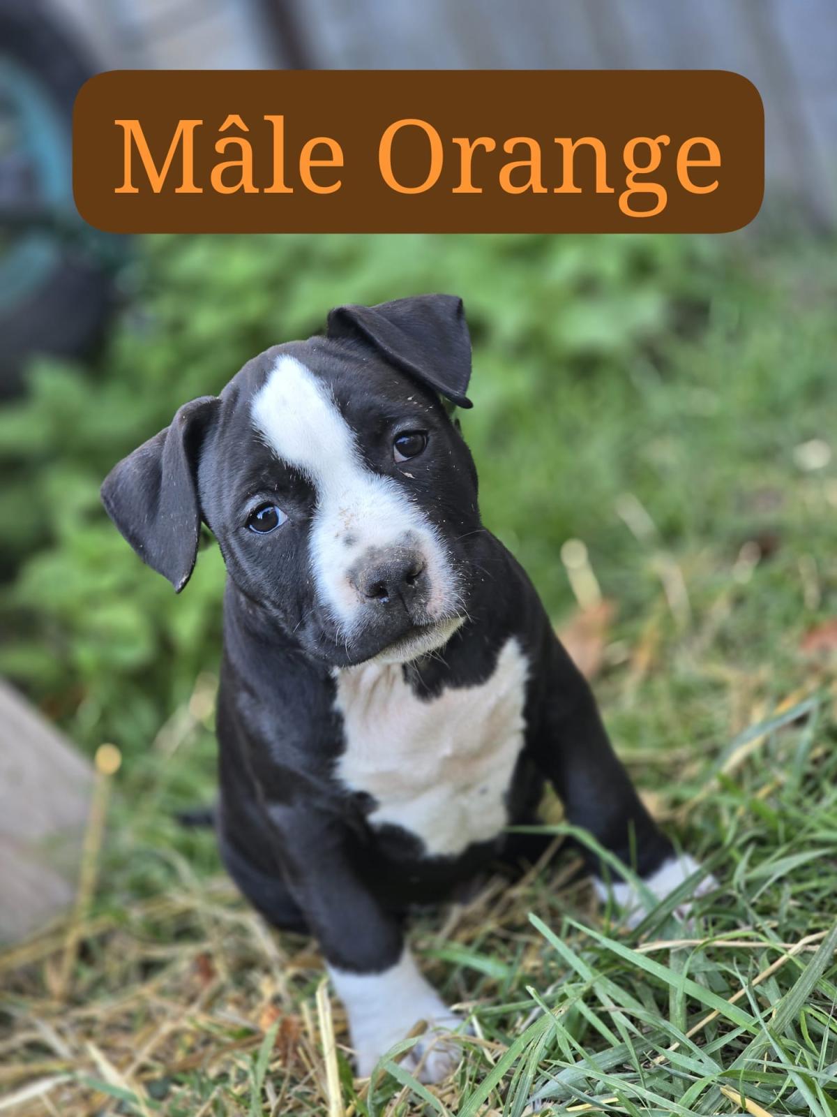 Chiot collier orange