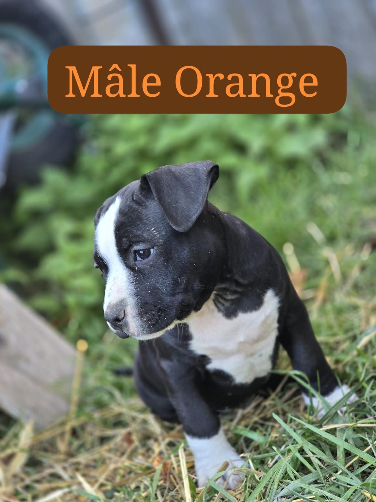 Chiot collier orange