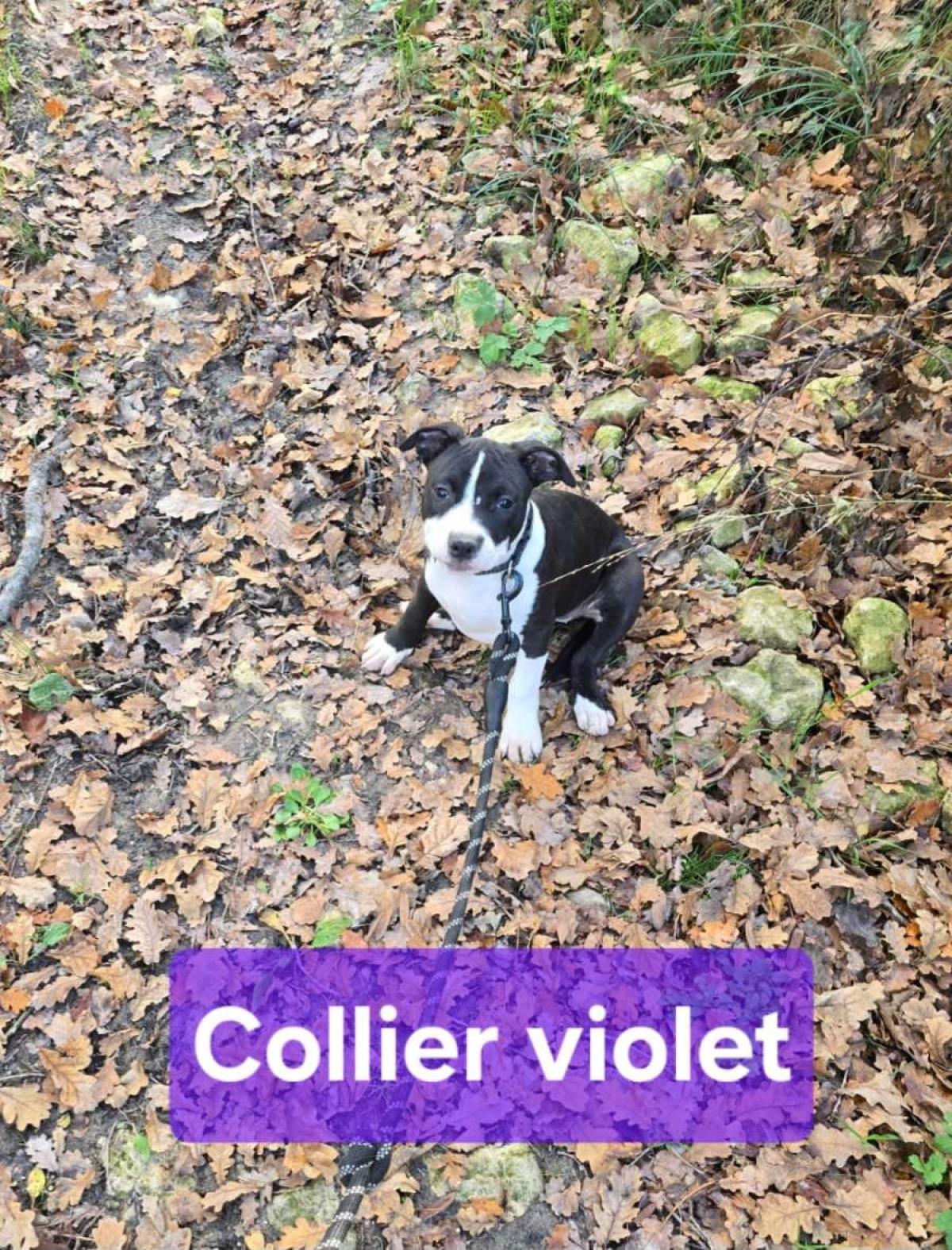 Chiot collier violet