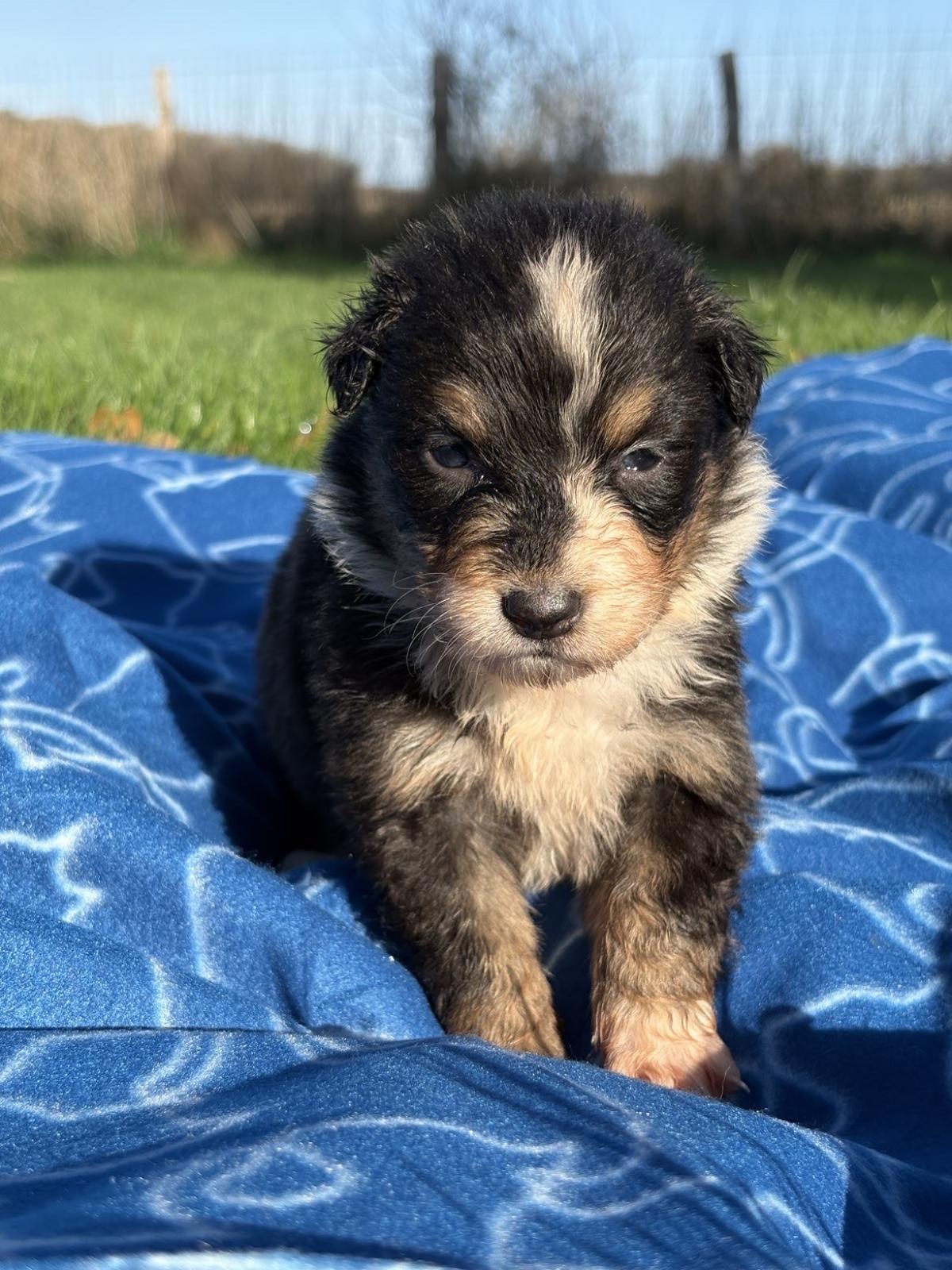 chiot berger australien à vendre