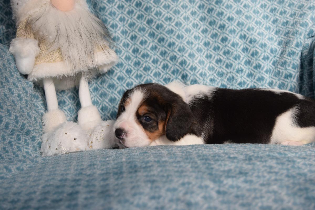 Amulette femelle beagle à réserver