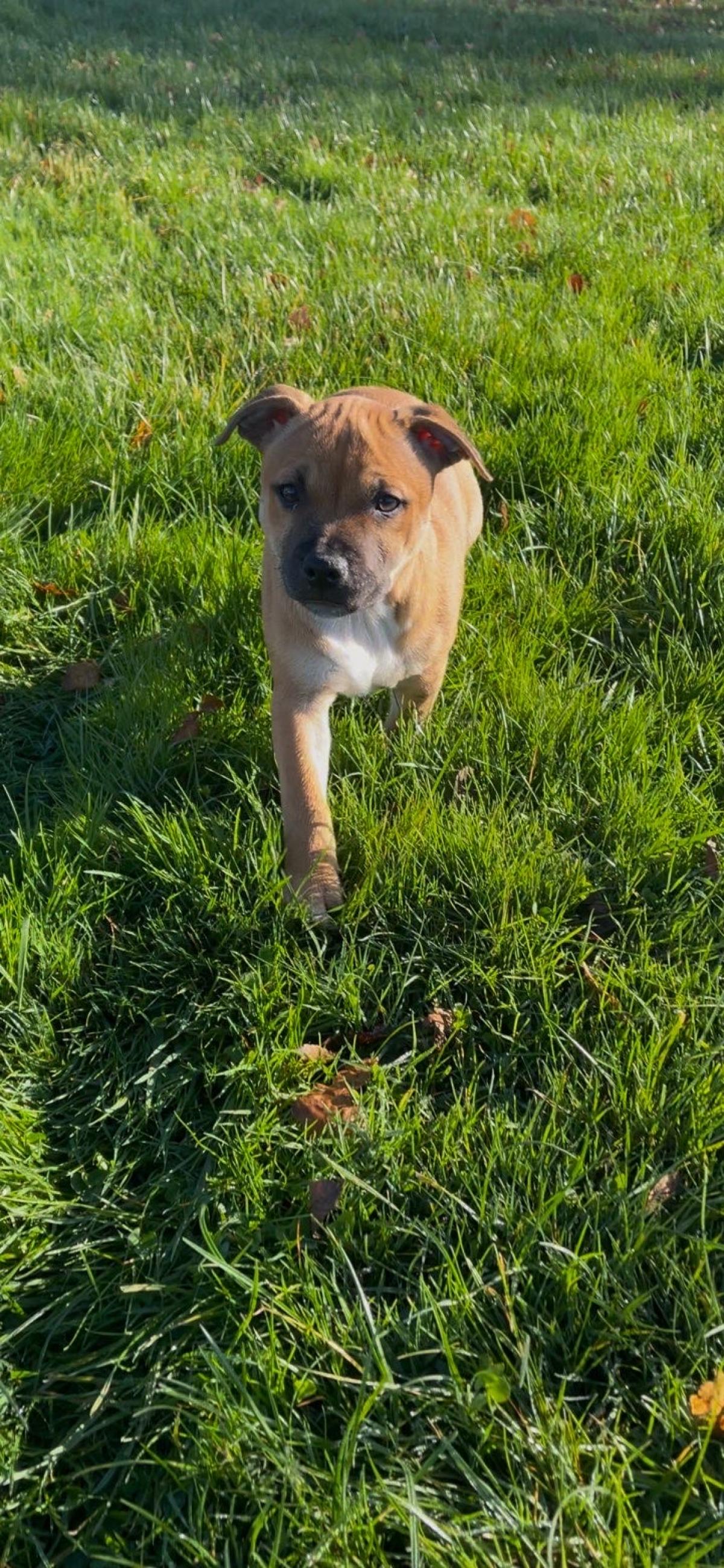 chiot Staffordshire Bull Terrier à vendre