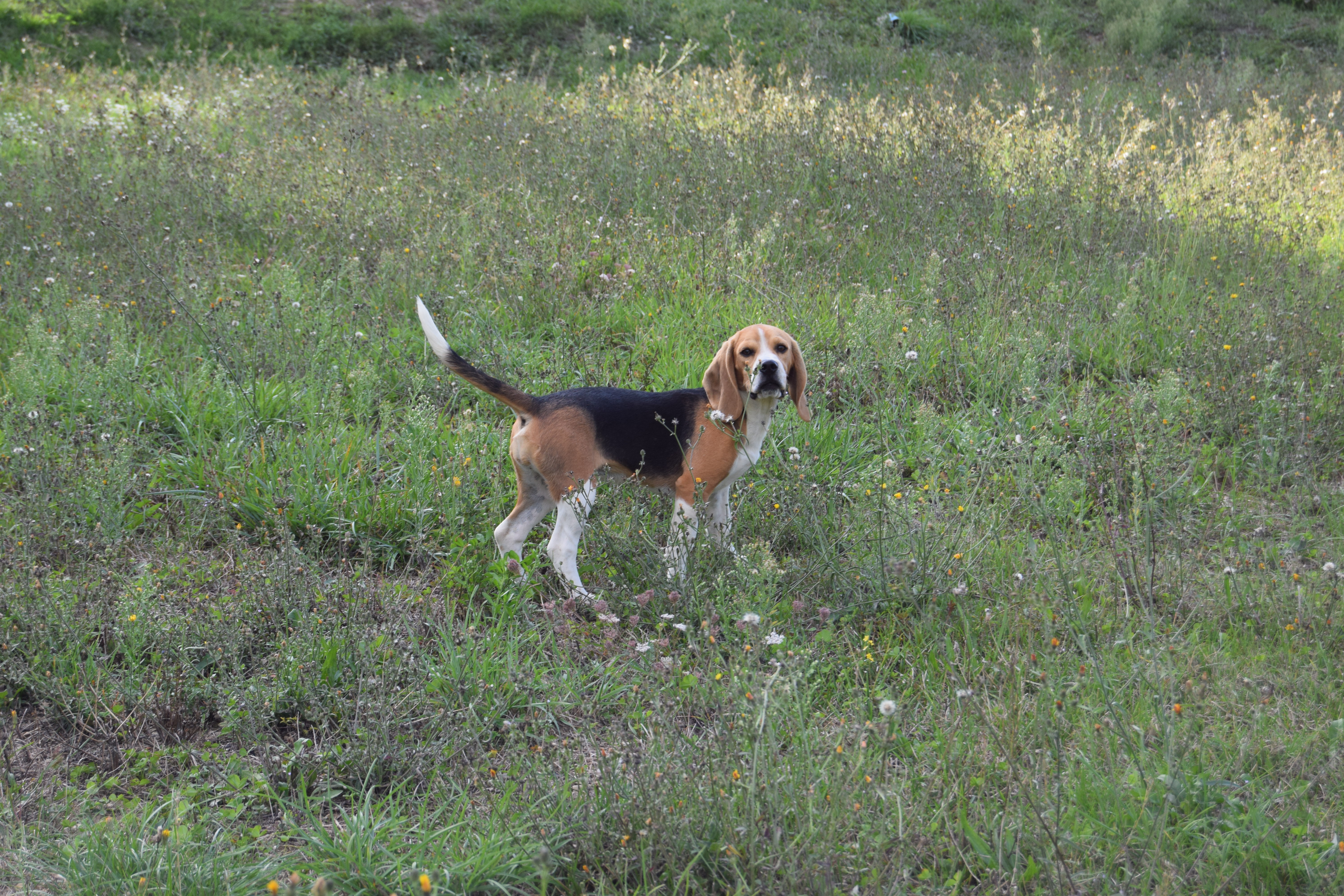 Femelle Beagle LOF