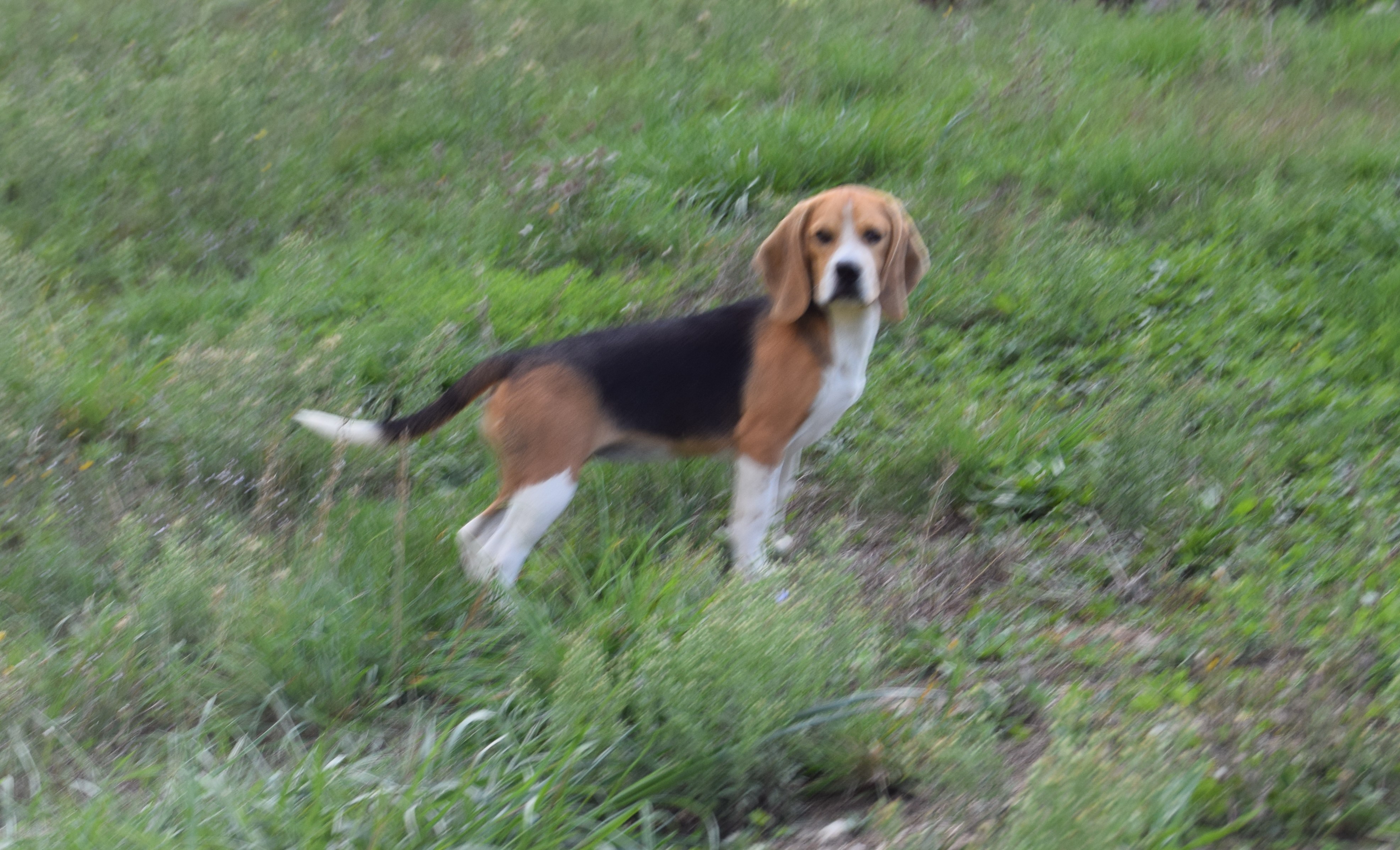 Femelle Beagle LOF