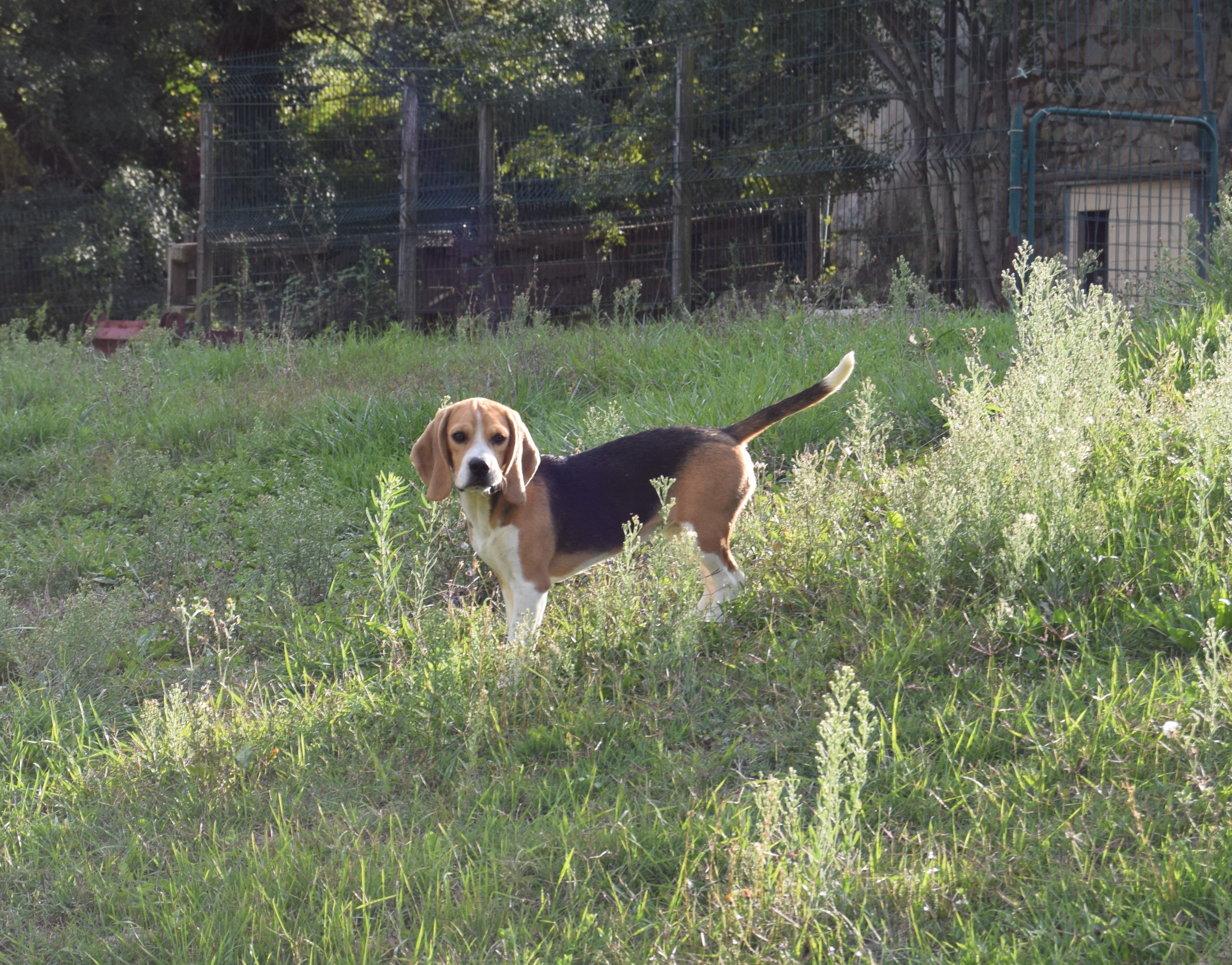 Femelle Beagle LOF