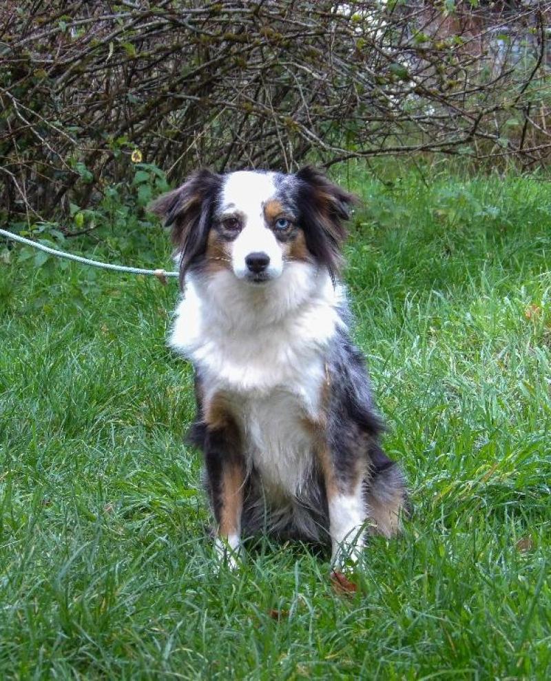 TICHOU PETIT COEUR TAY DU DOMAINE DU CLOS AUSTRALIEN