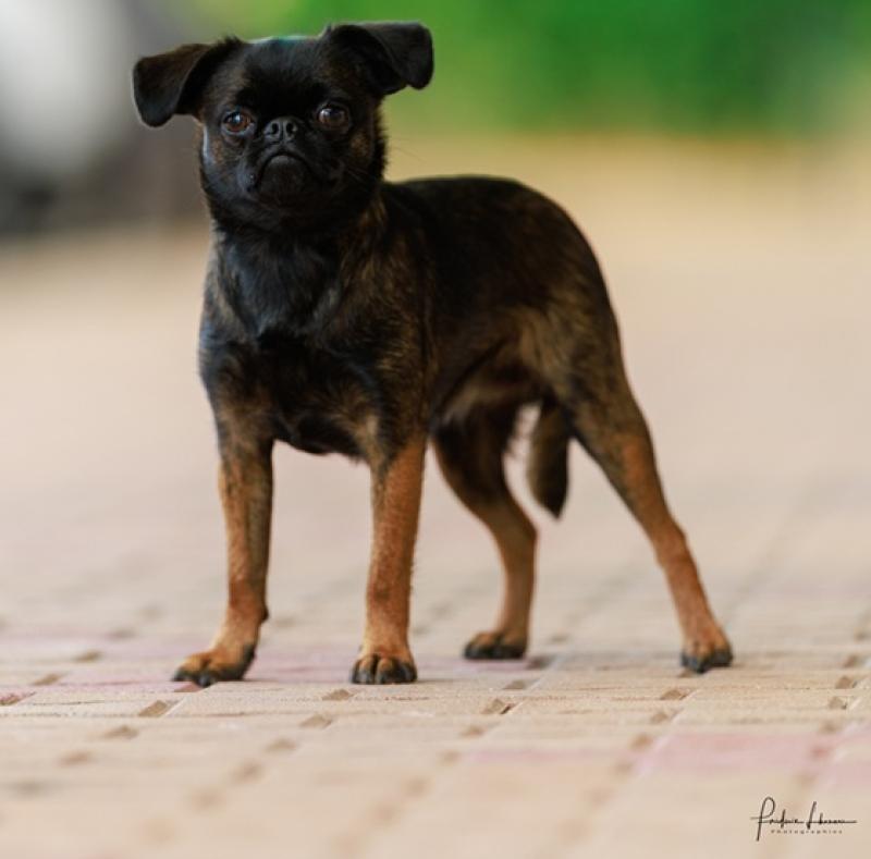 VYOLETTE COB DE SABRES