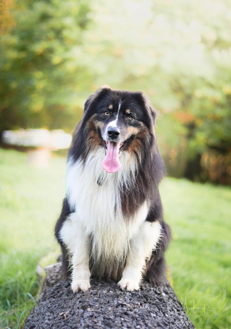 TRIPTIK OF SALSA'S STARS