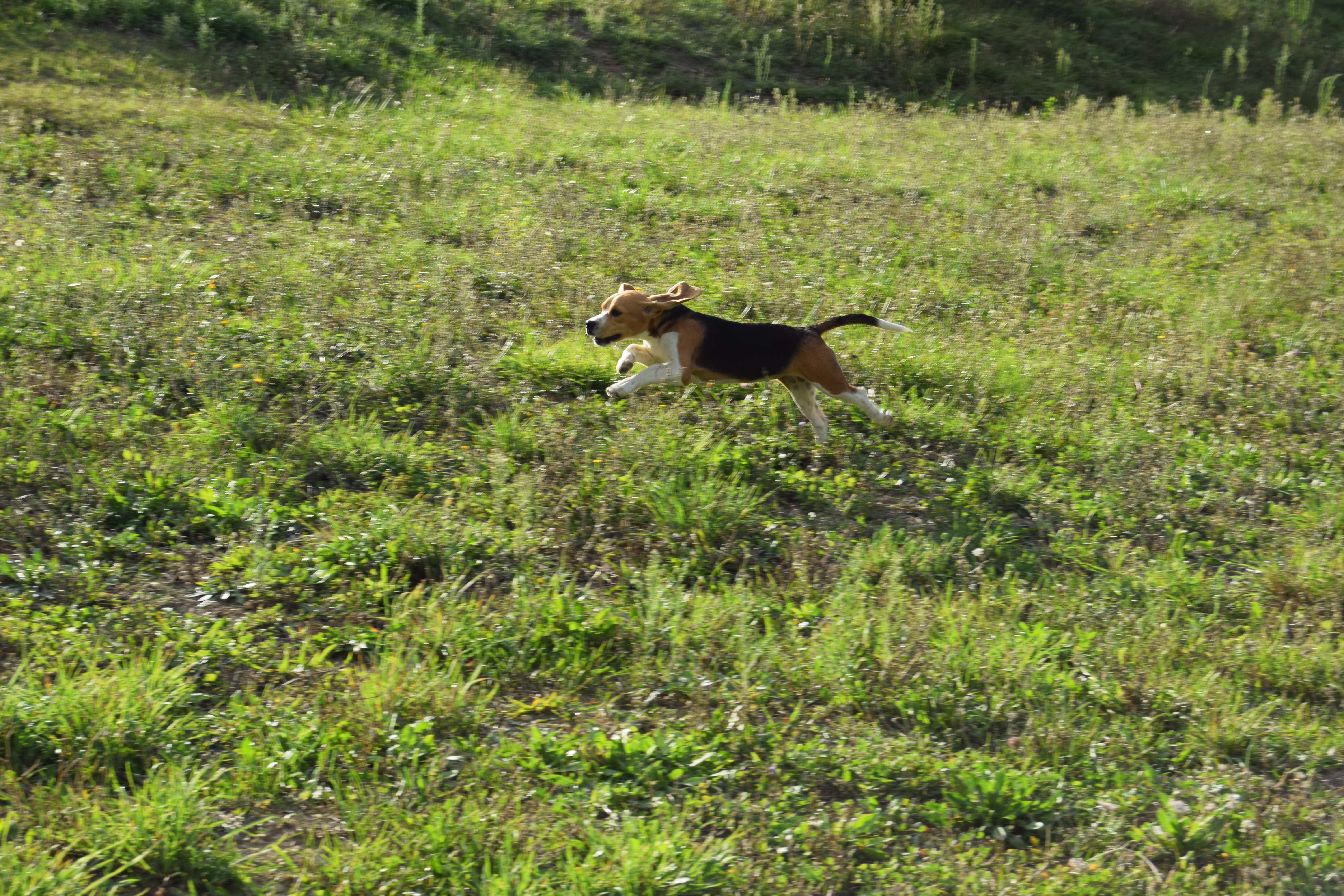 Femelle Beagle LOF