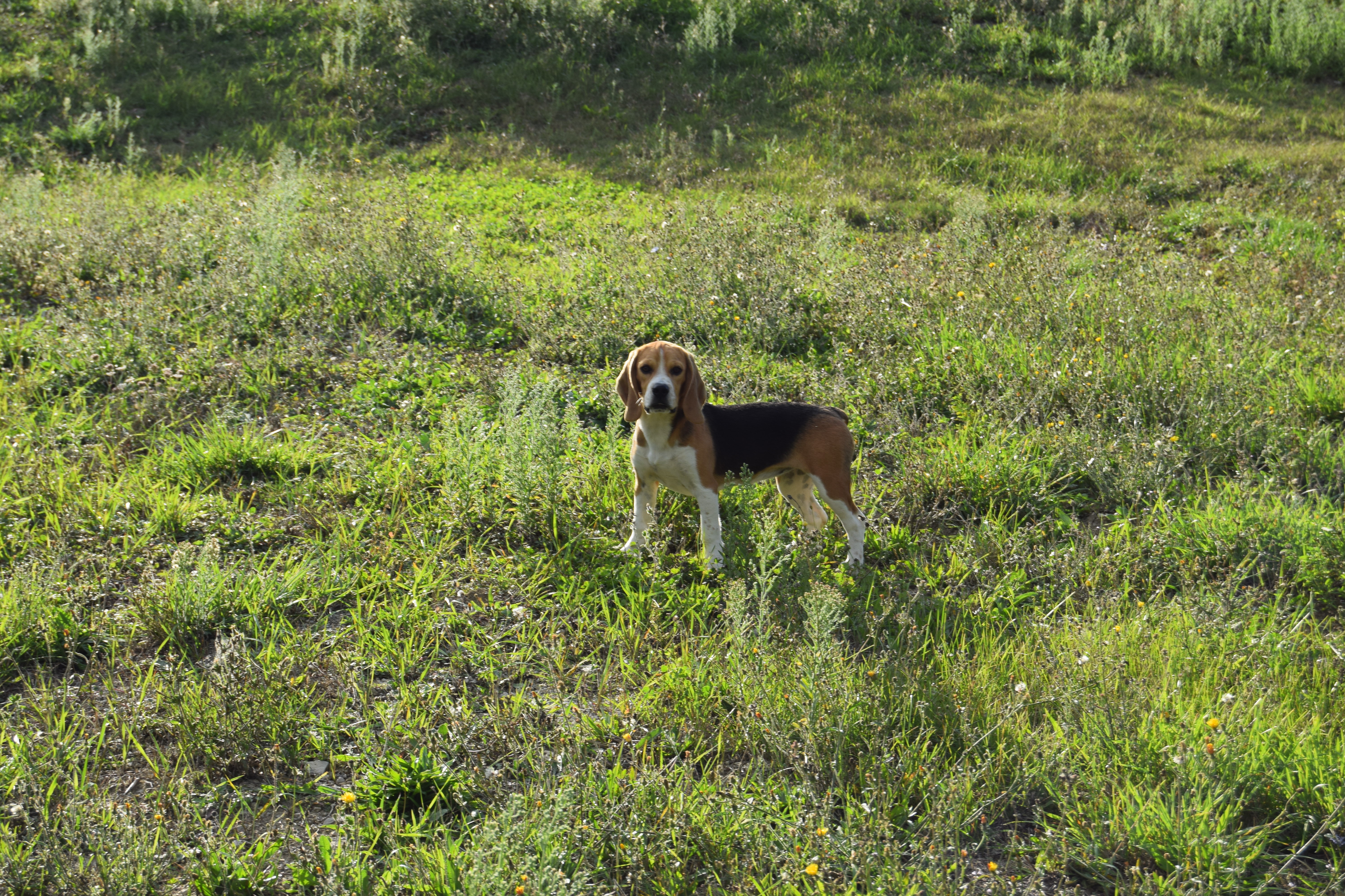 Femelle Beagle LOF