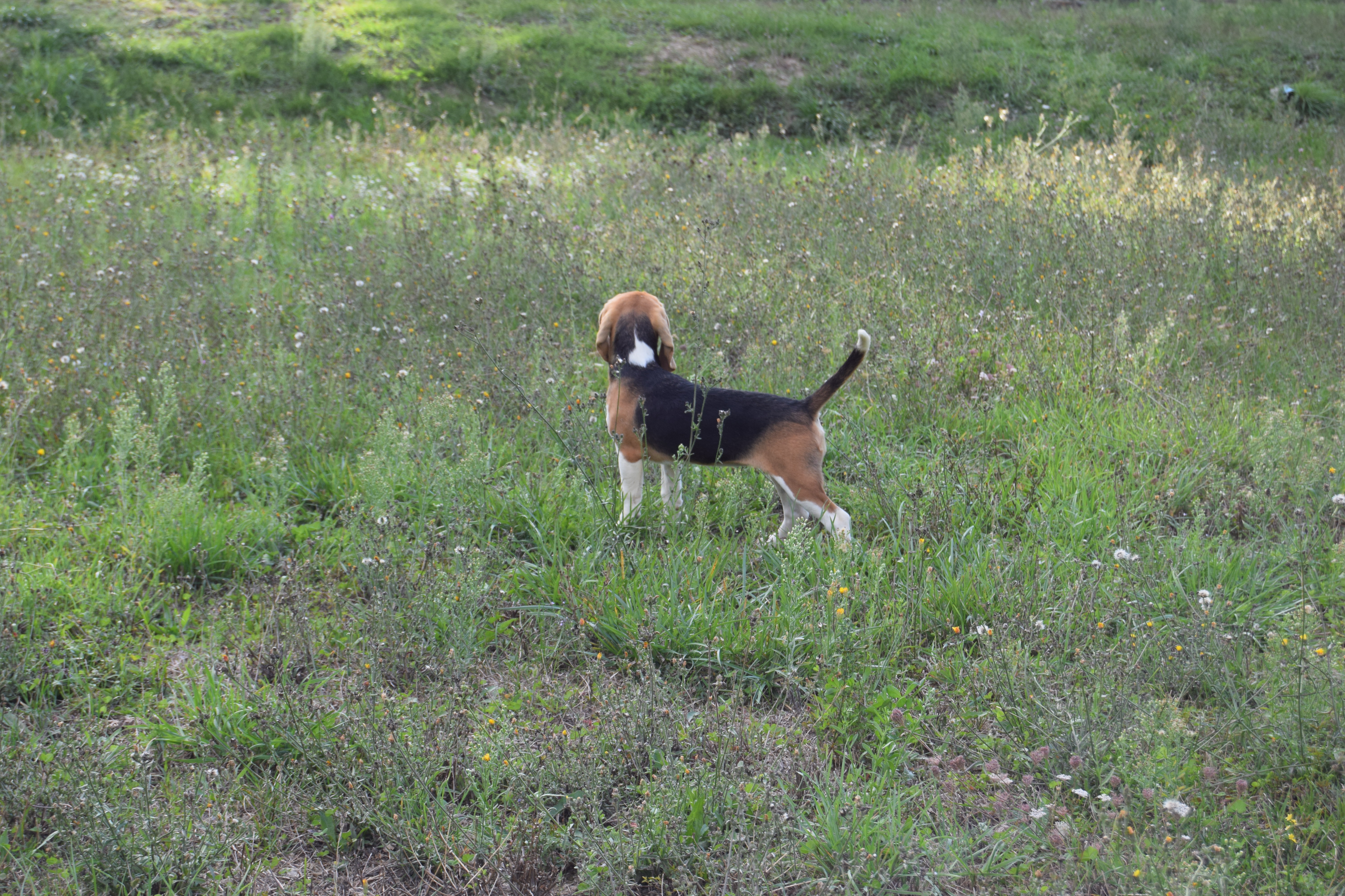 Femelle Beagle LOF