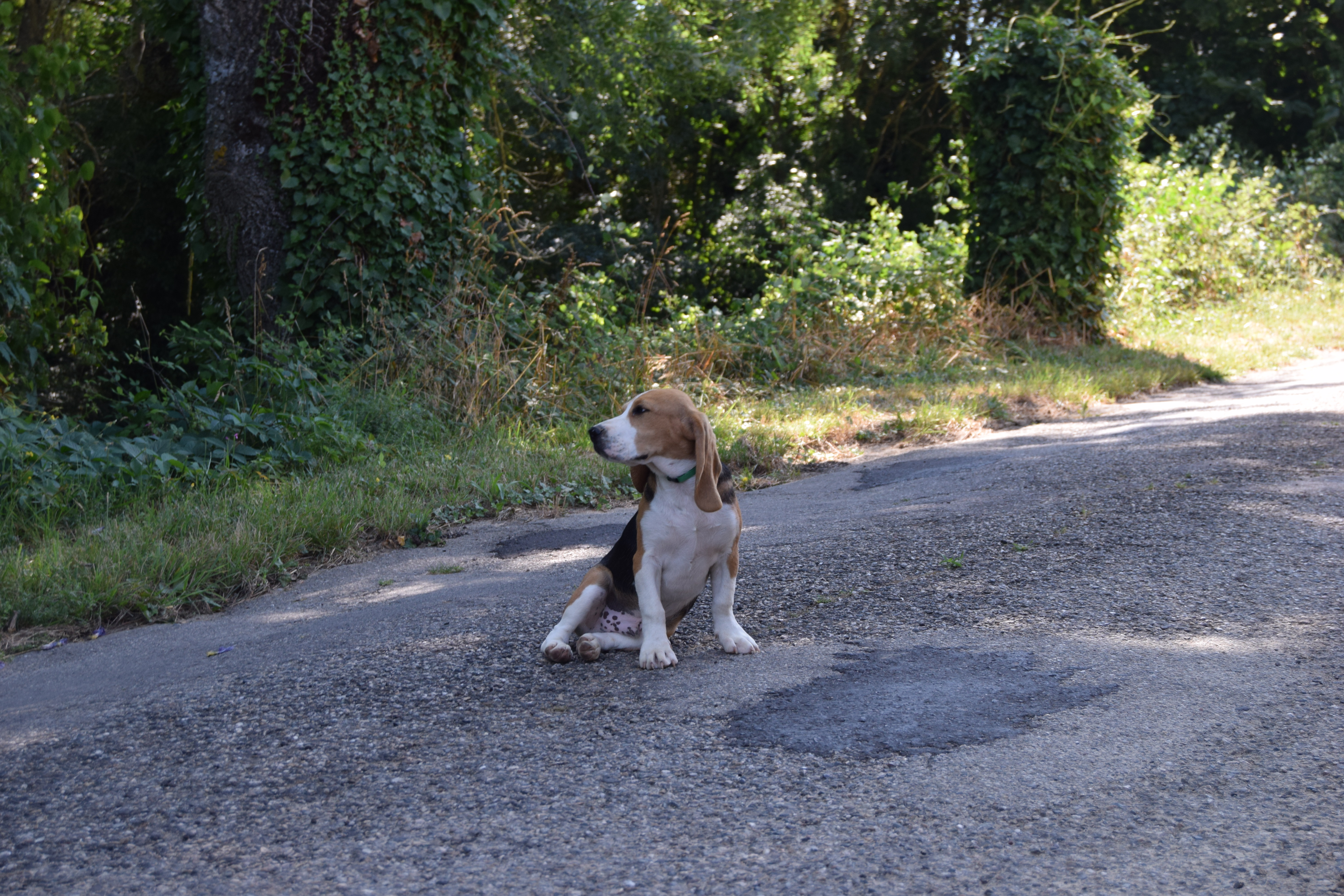 Mâle Beagle tricolore