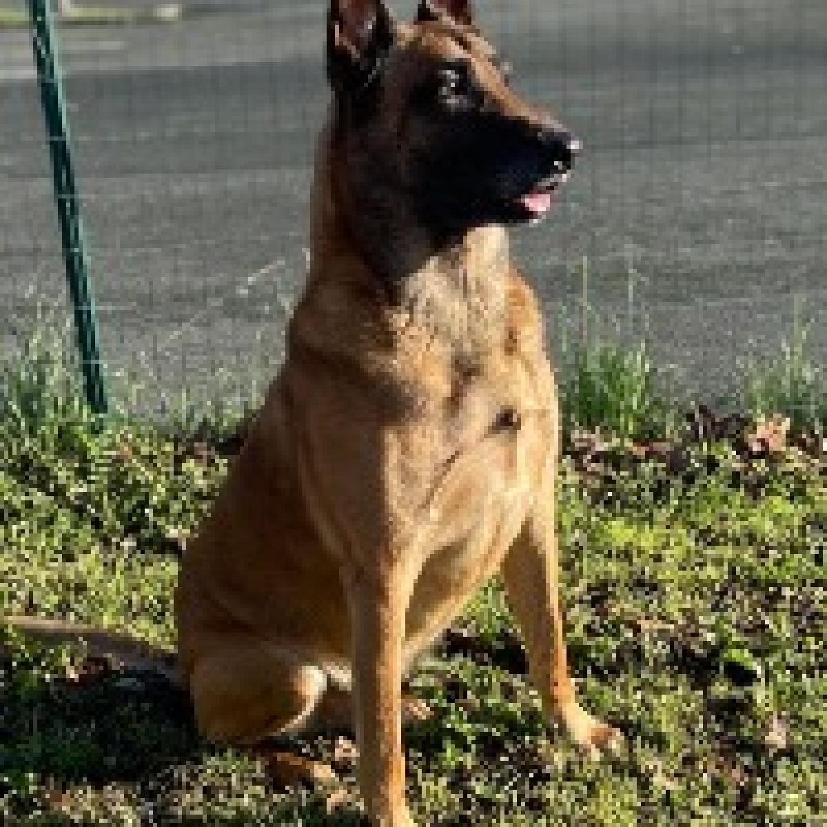 breeding.breeding_name