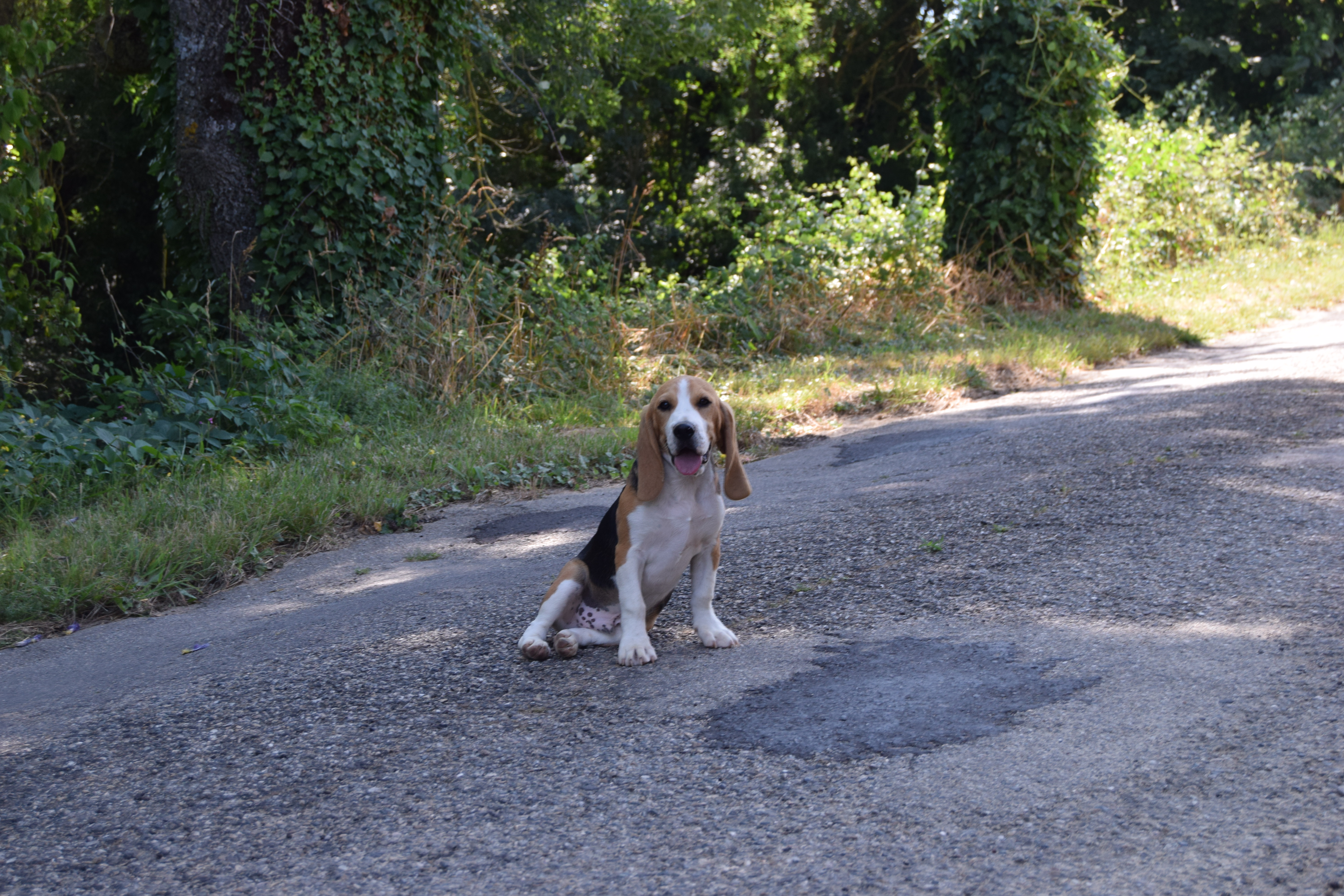 Mâle Beagle tricolore