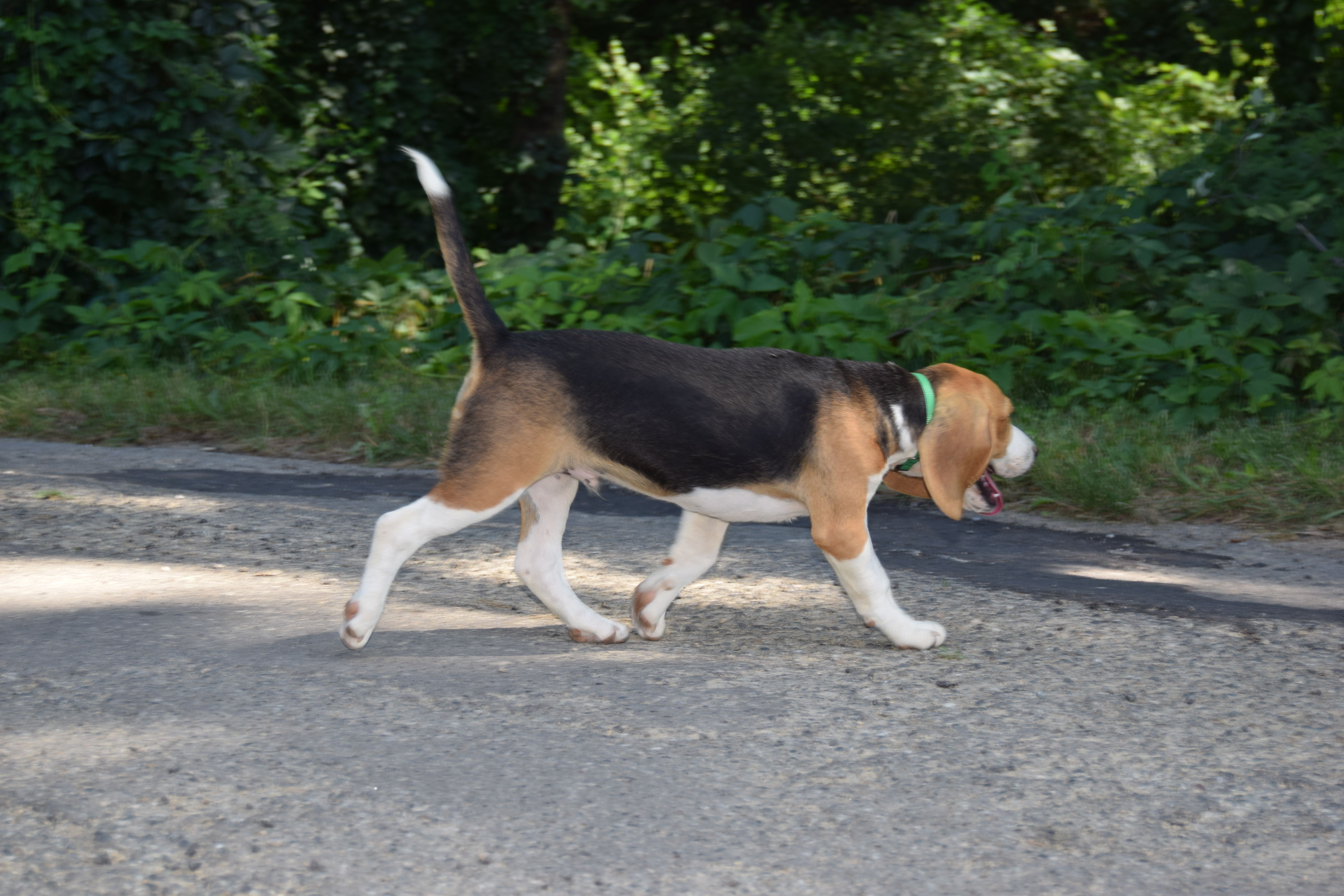 Mâle Beagle tricolore