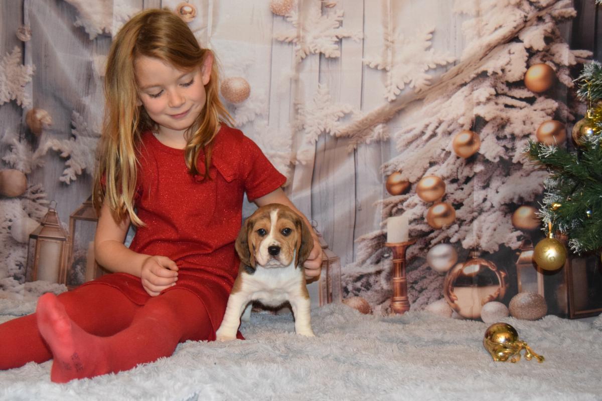 Abracadabra femelle Beagle à réserver