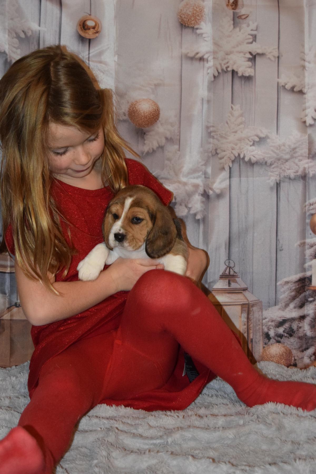 Abracadabra femelle Beagle à réserver