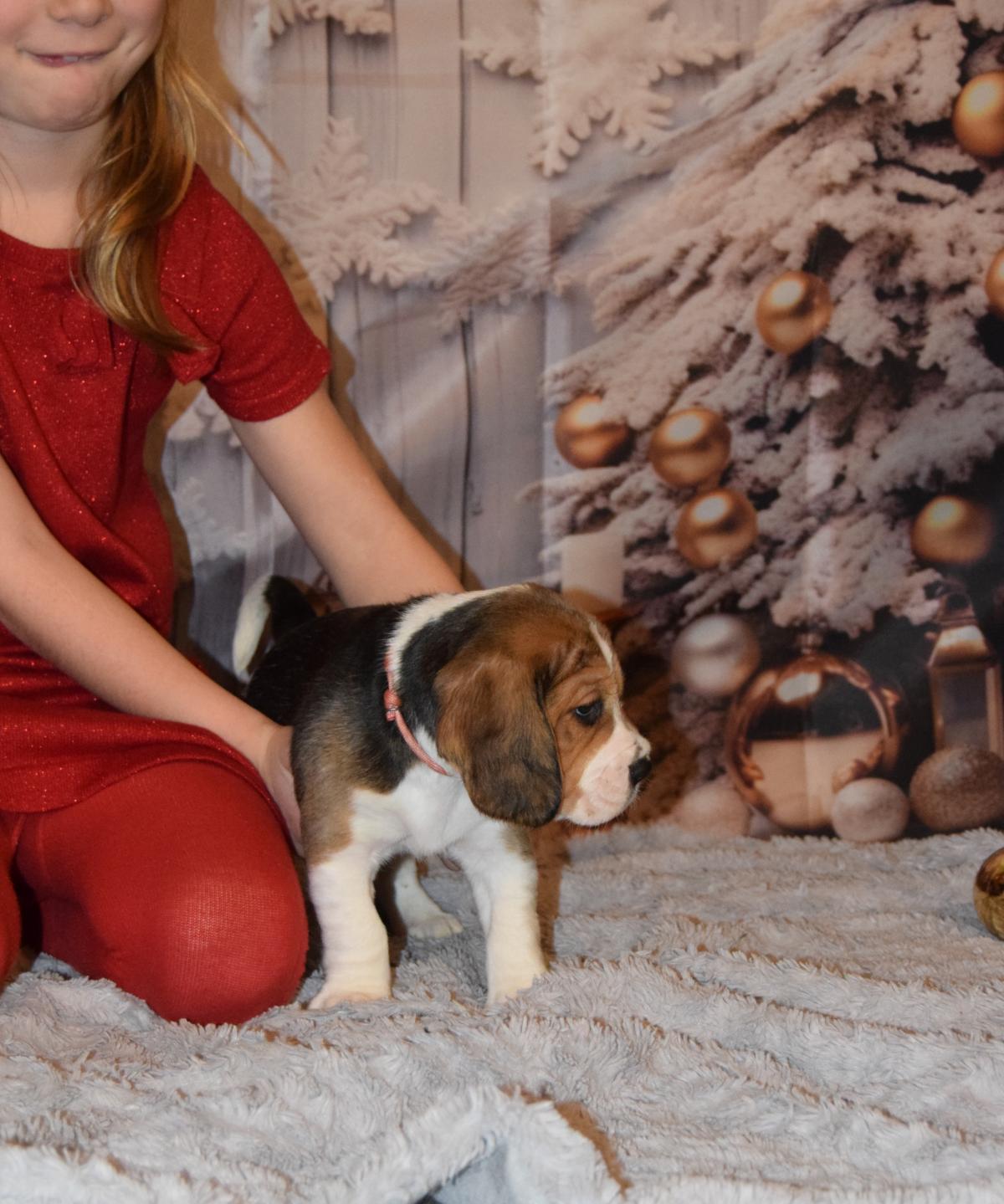 Abracadabra femelle Beagle à réserver