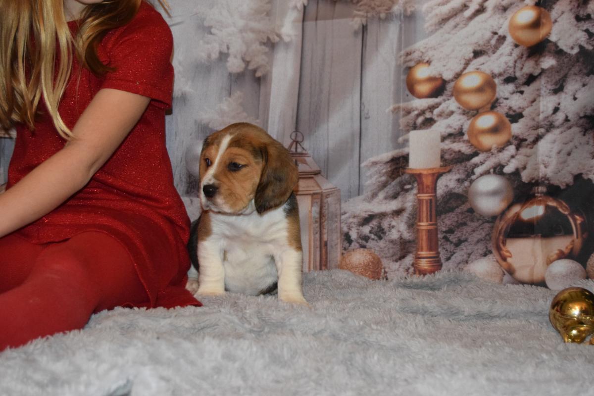 Abracadabra femelle Beagle à réserver