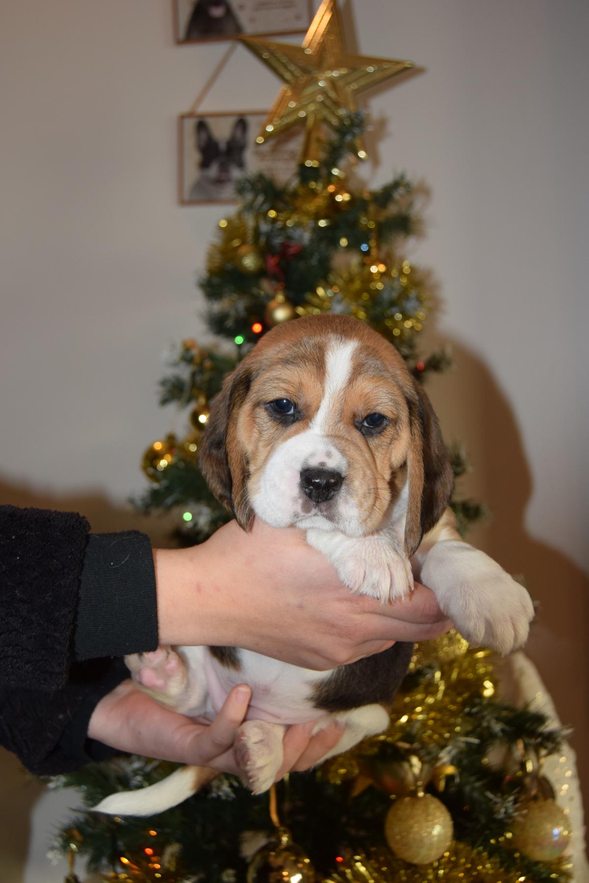 Abracadabra femelle Beagle à réserver