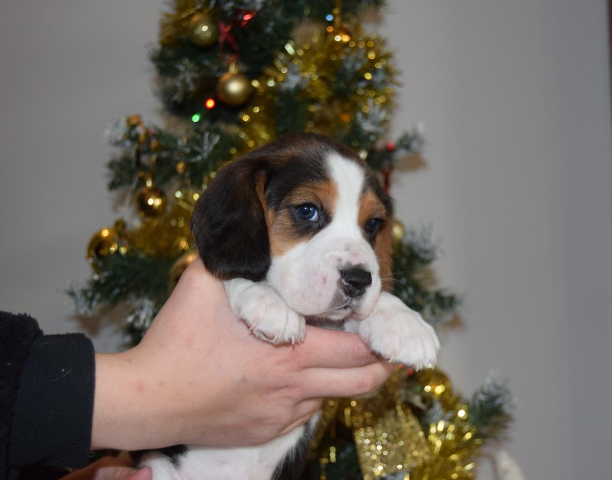 Amulette femelle beagle à réserver