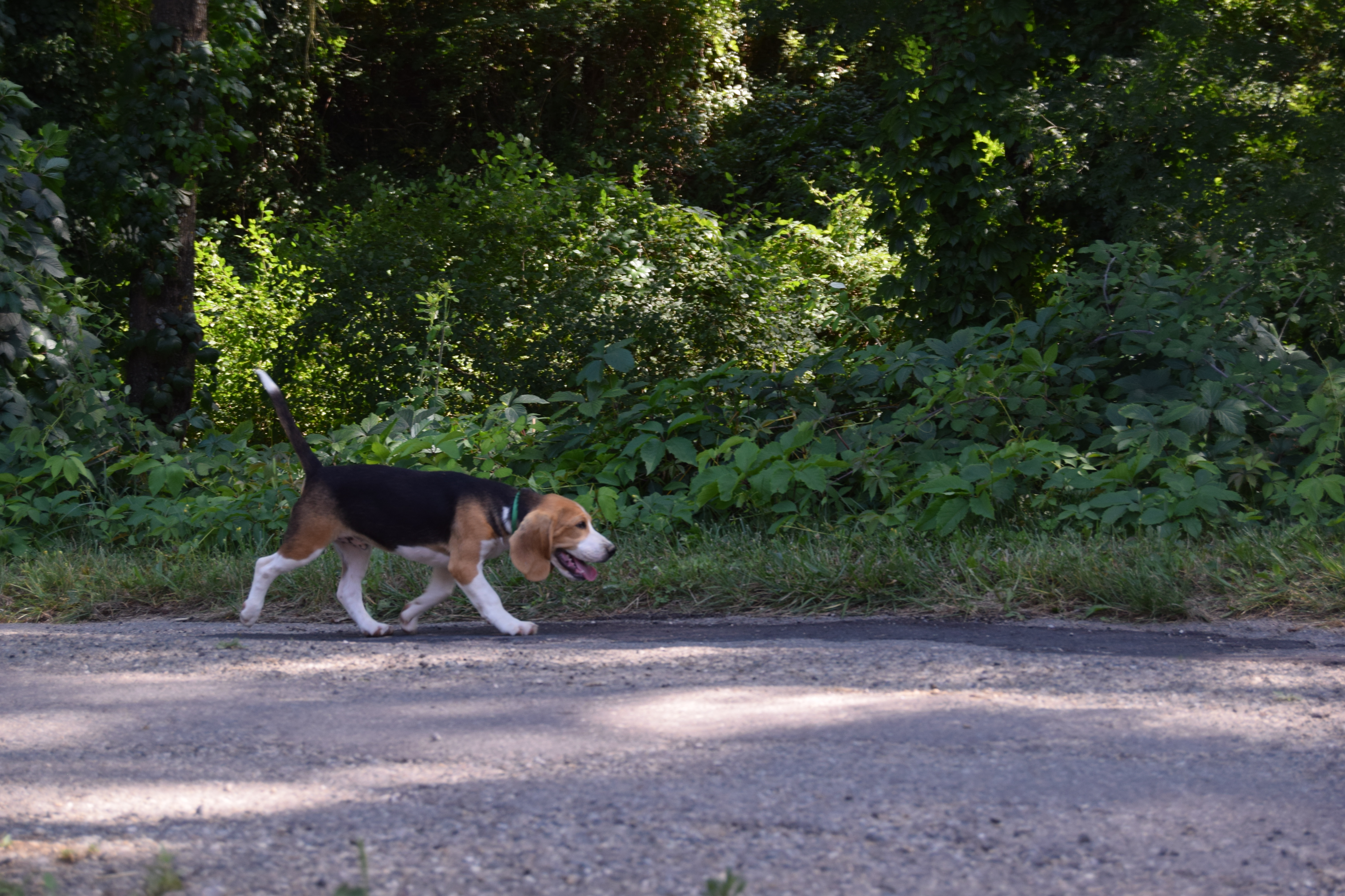 Mâle Beagle tricolore