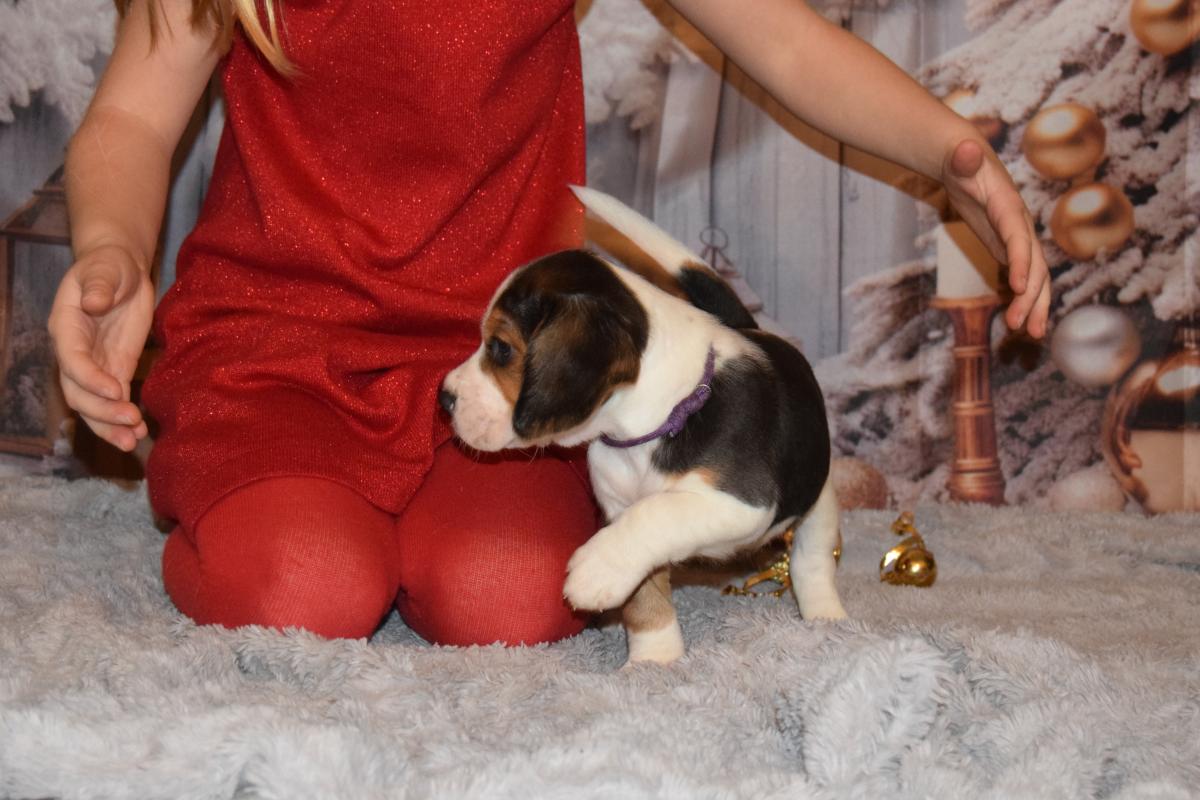 Amulette femelle beagle à réserver