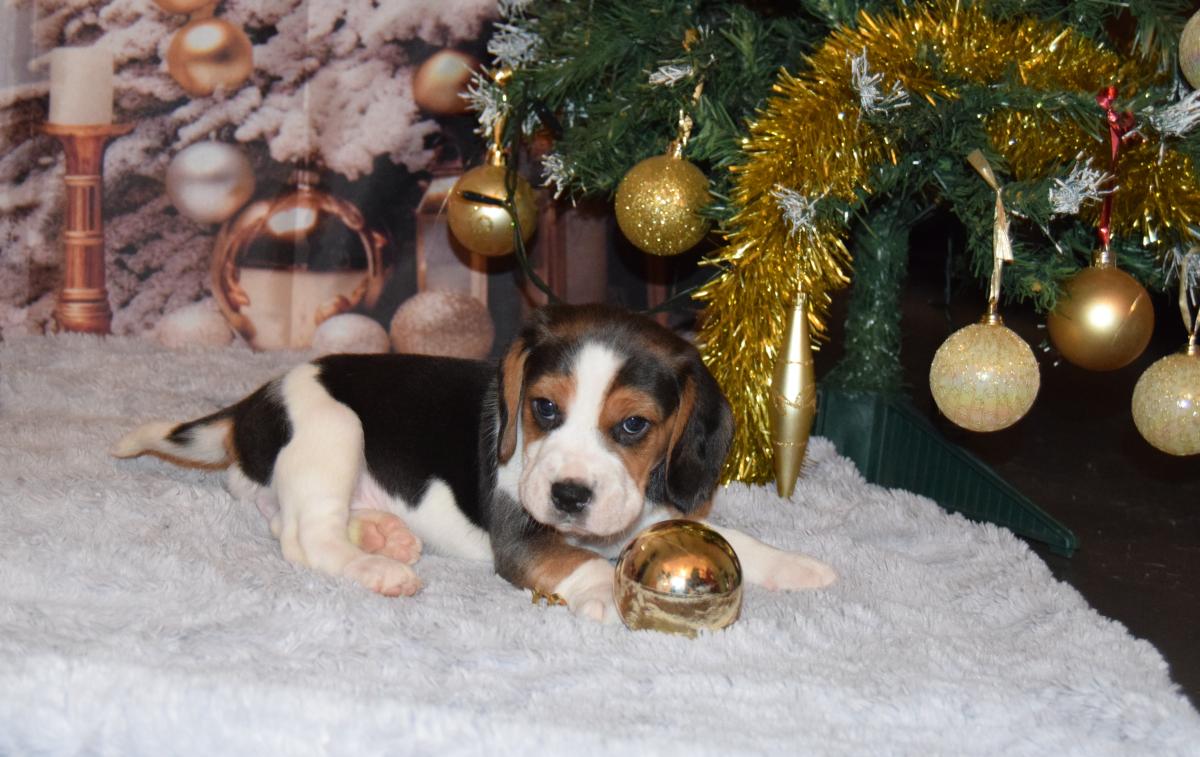 Amulette femelle beagle à réserver