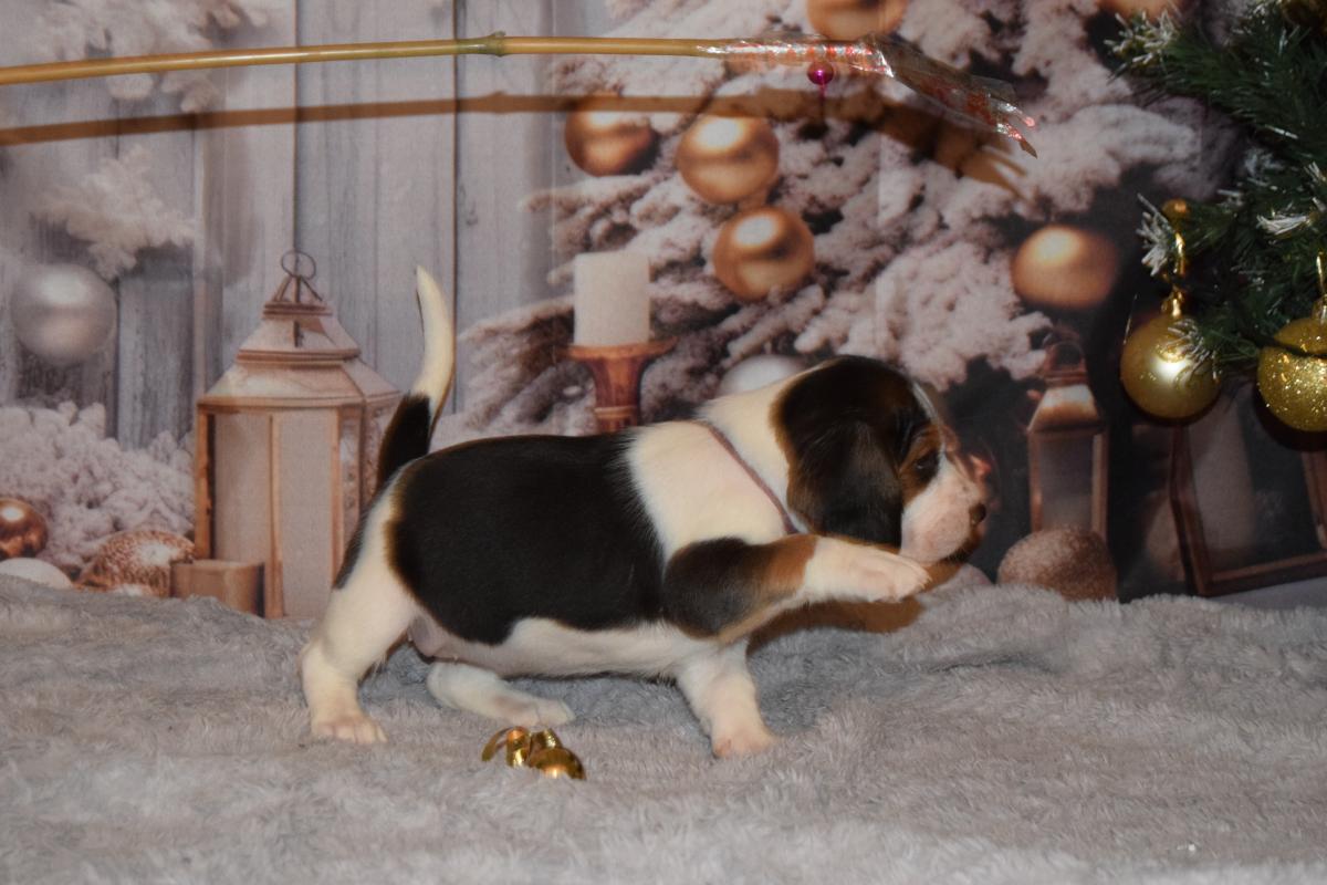 Amulette femelle beagle à réserver