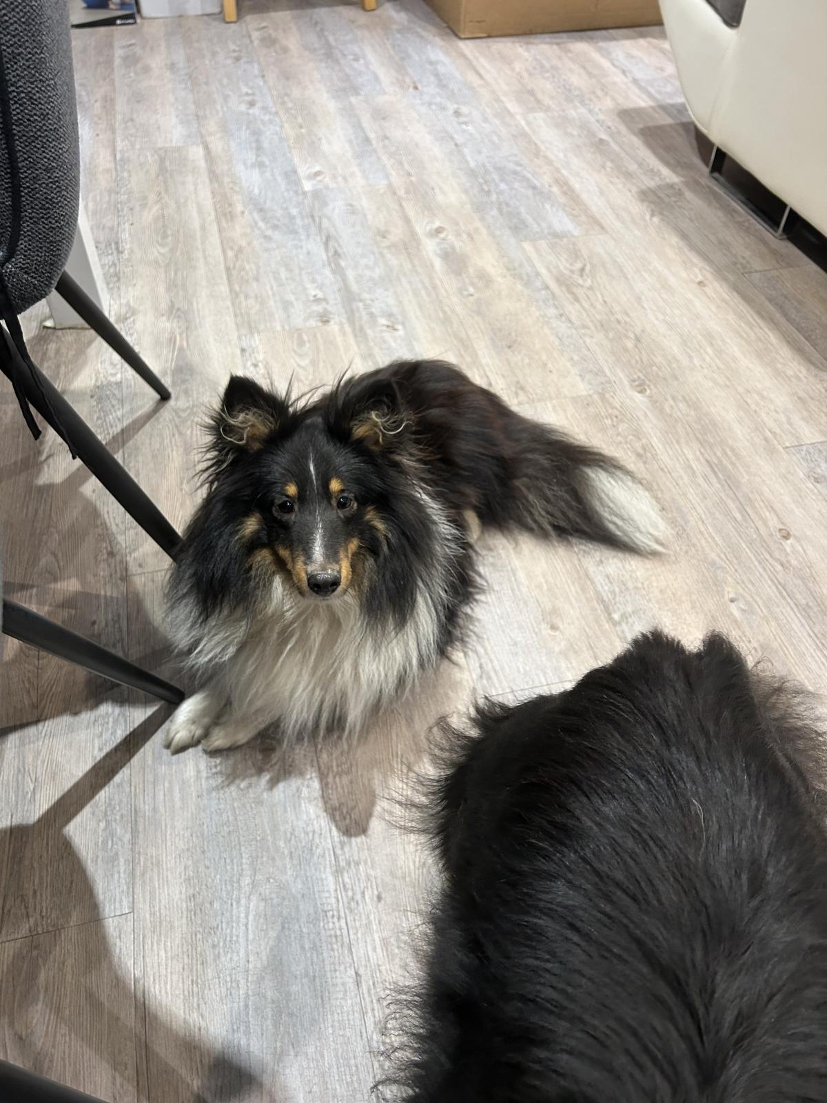 Verso Berger des shetlands male