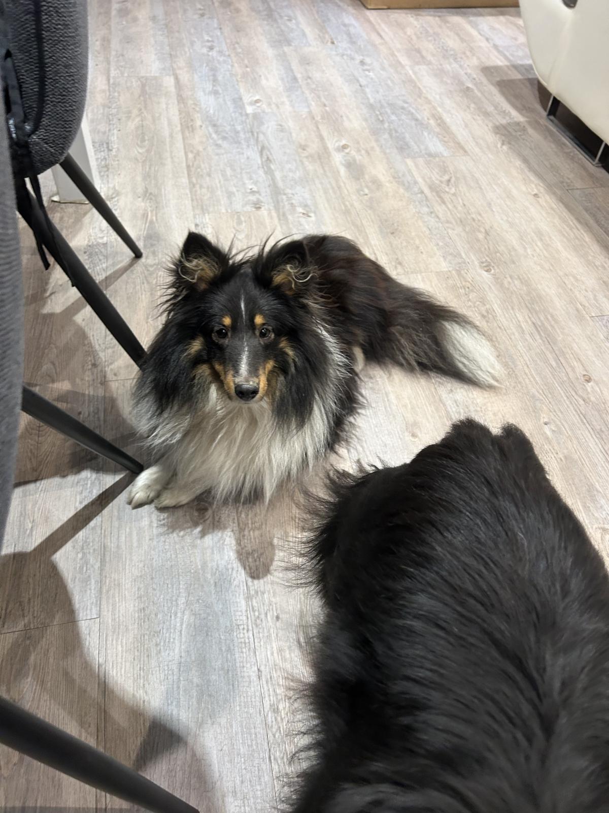 Verso Berger des shetlands male