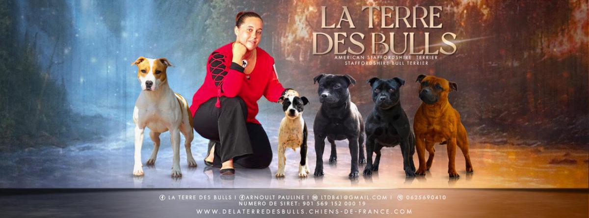 De la terre des bulls