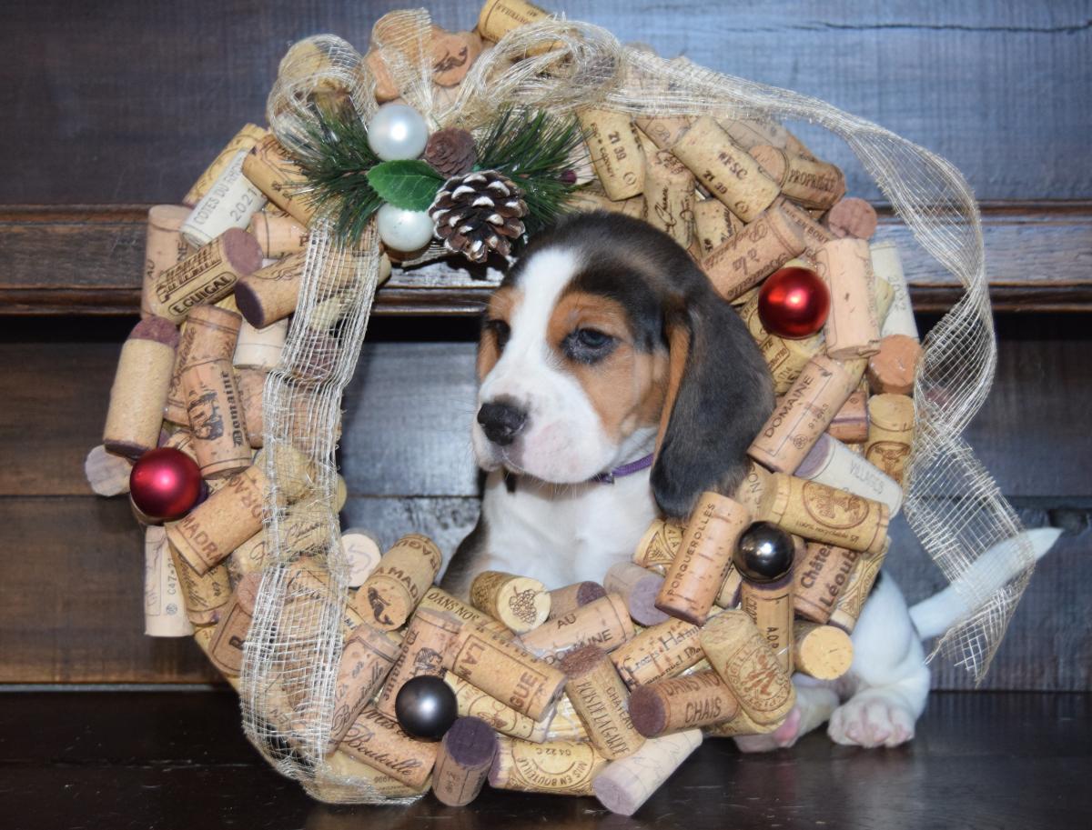 Amulette femelle beagle à réserver