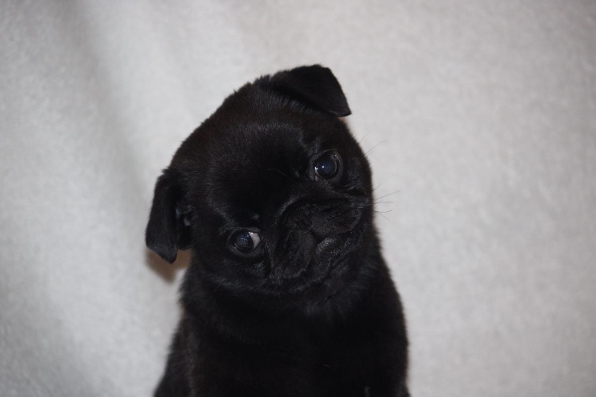 Chiot carlin femelle